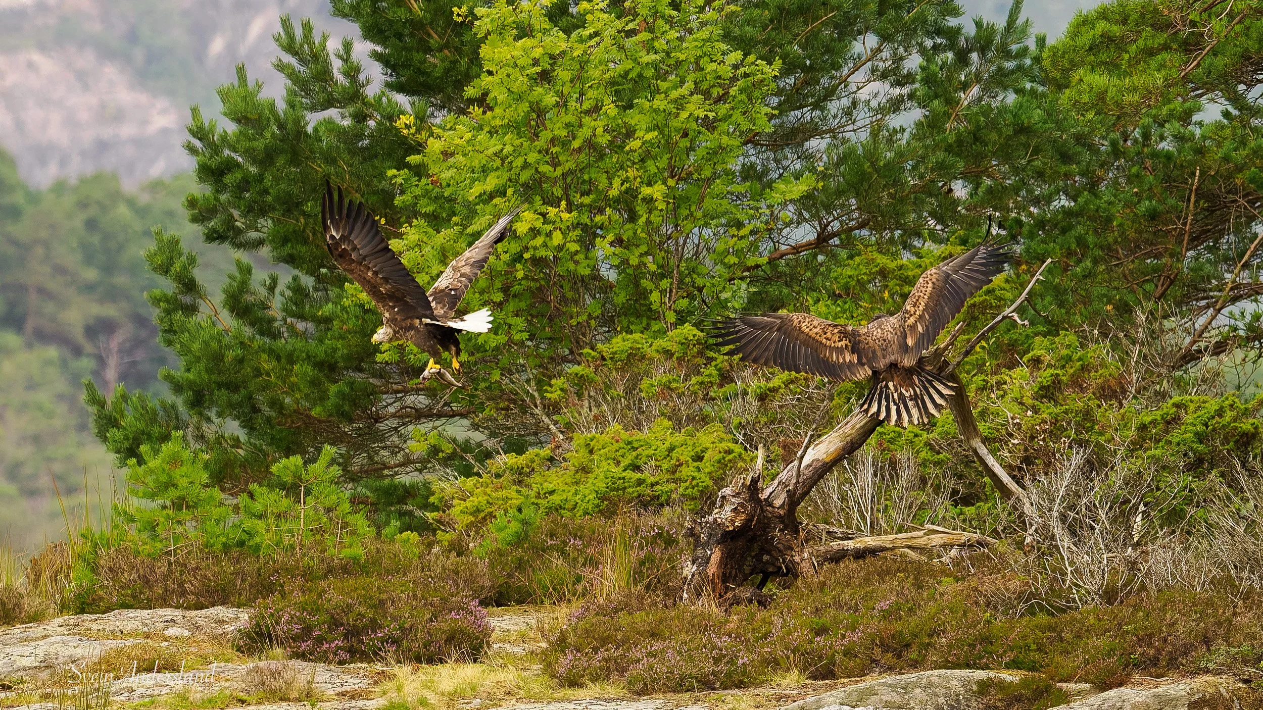 Havørn fanger fisk. Sea eagle cathces fish