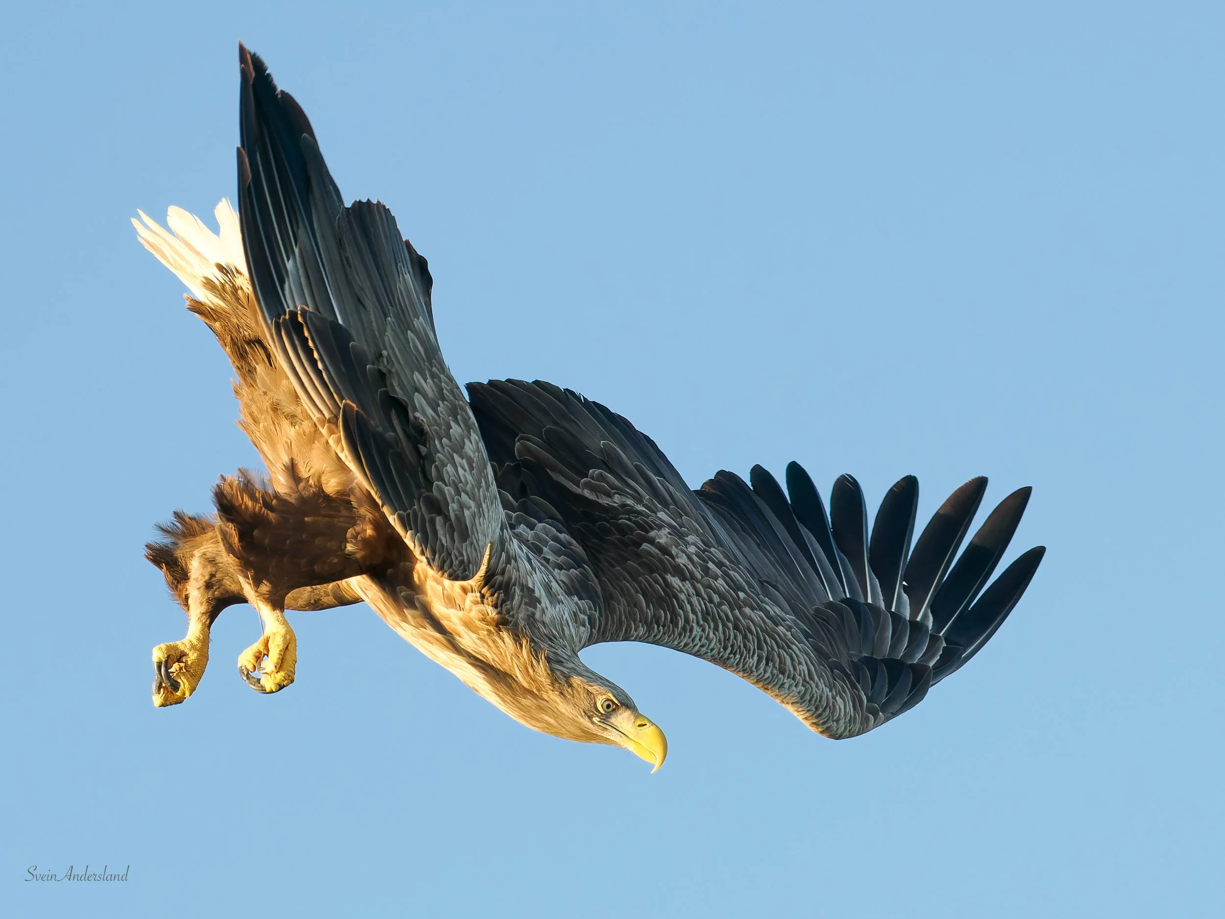 Romjulsfisk til Gyda