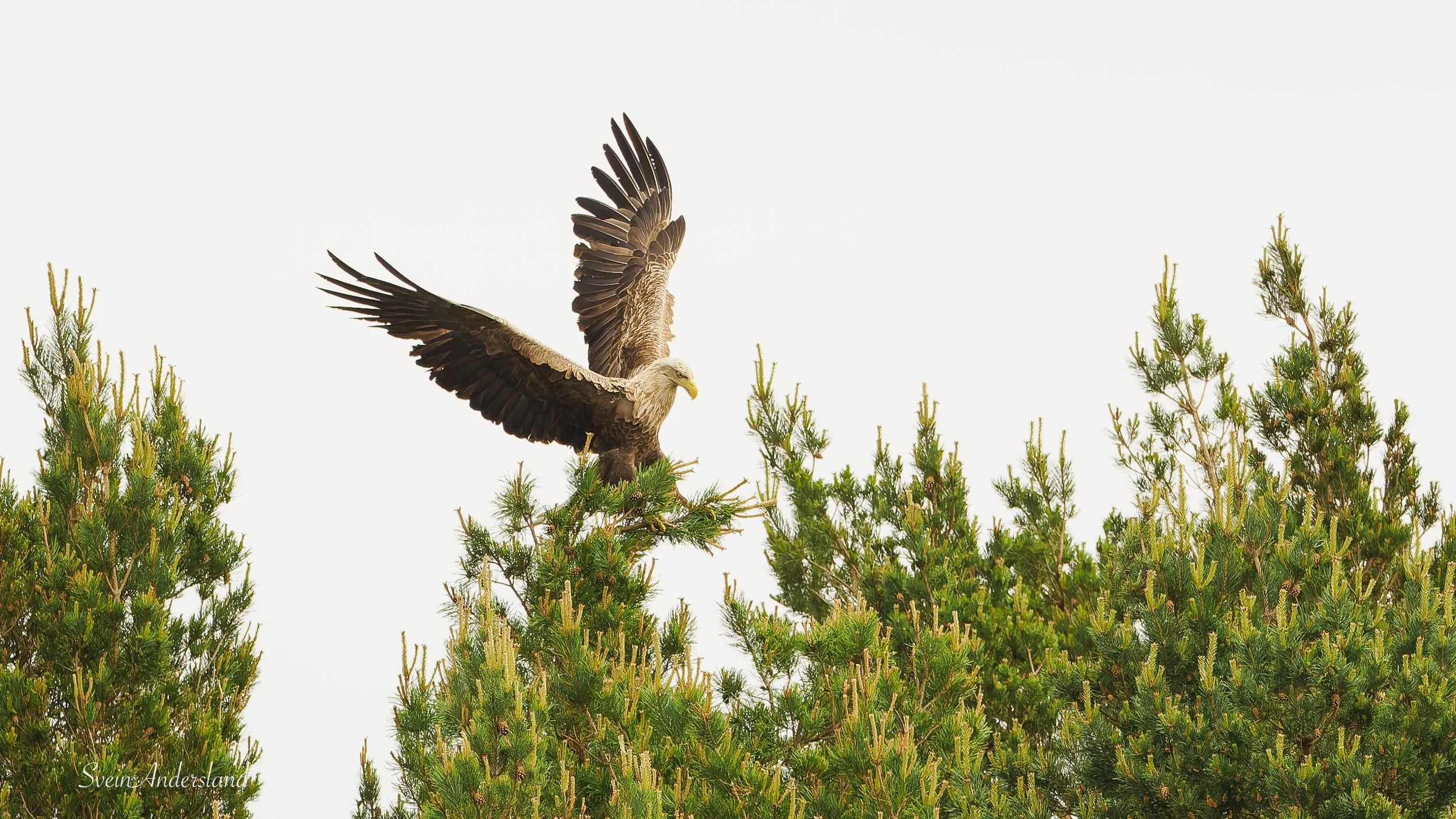 Havørn fanger fisk. Sea eagle, white-tailed eagle catches fish