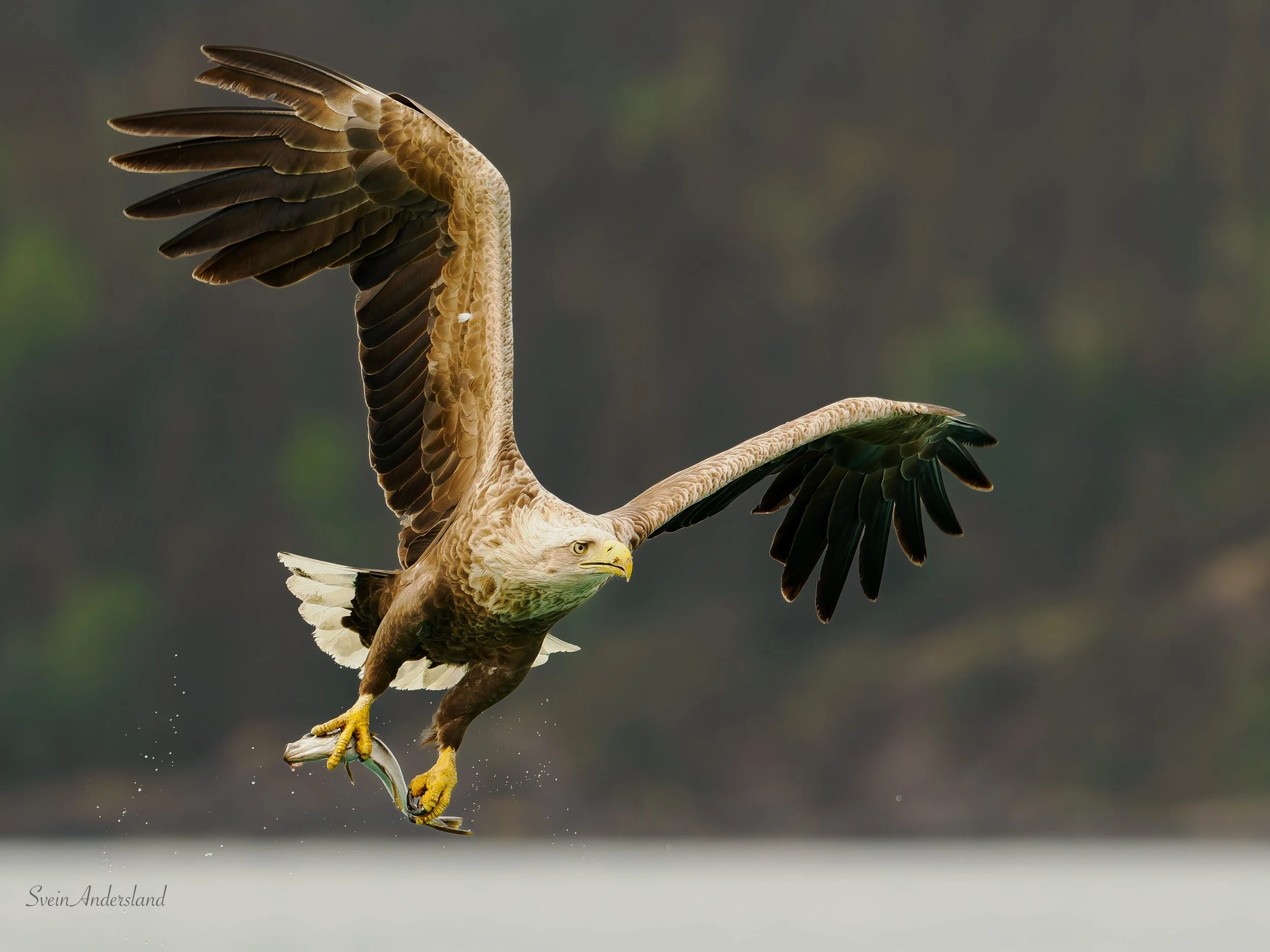 Havørn fanger fisk. Sea eagle, white-tailed eagle catches fish