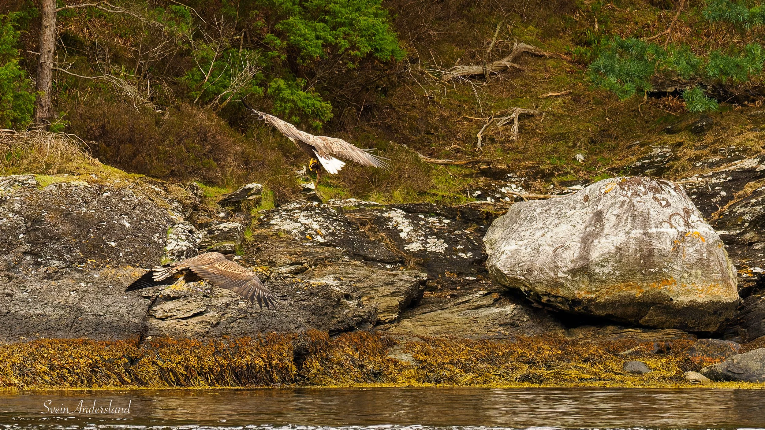 Havørn fanger fisk. Sea eagle cathces fish