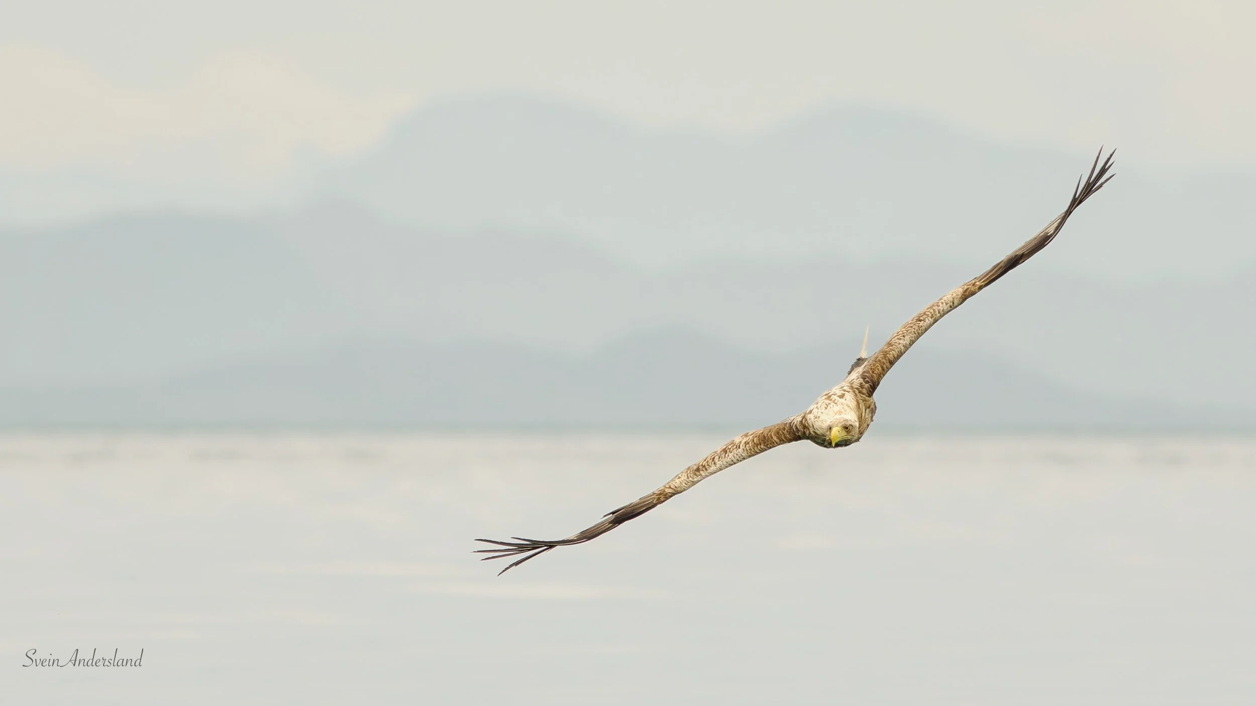 Havørn fanger fisk. Sea eagle, white-tailed eagle catches fish