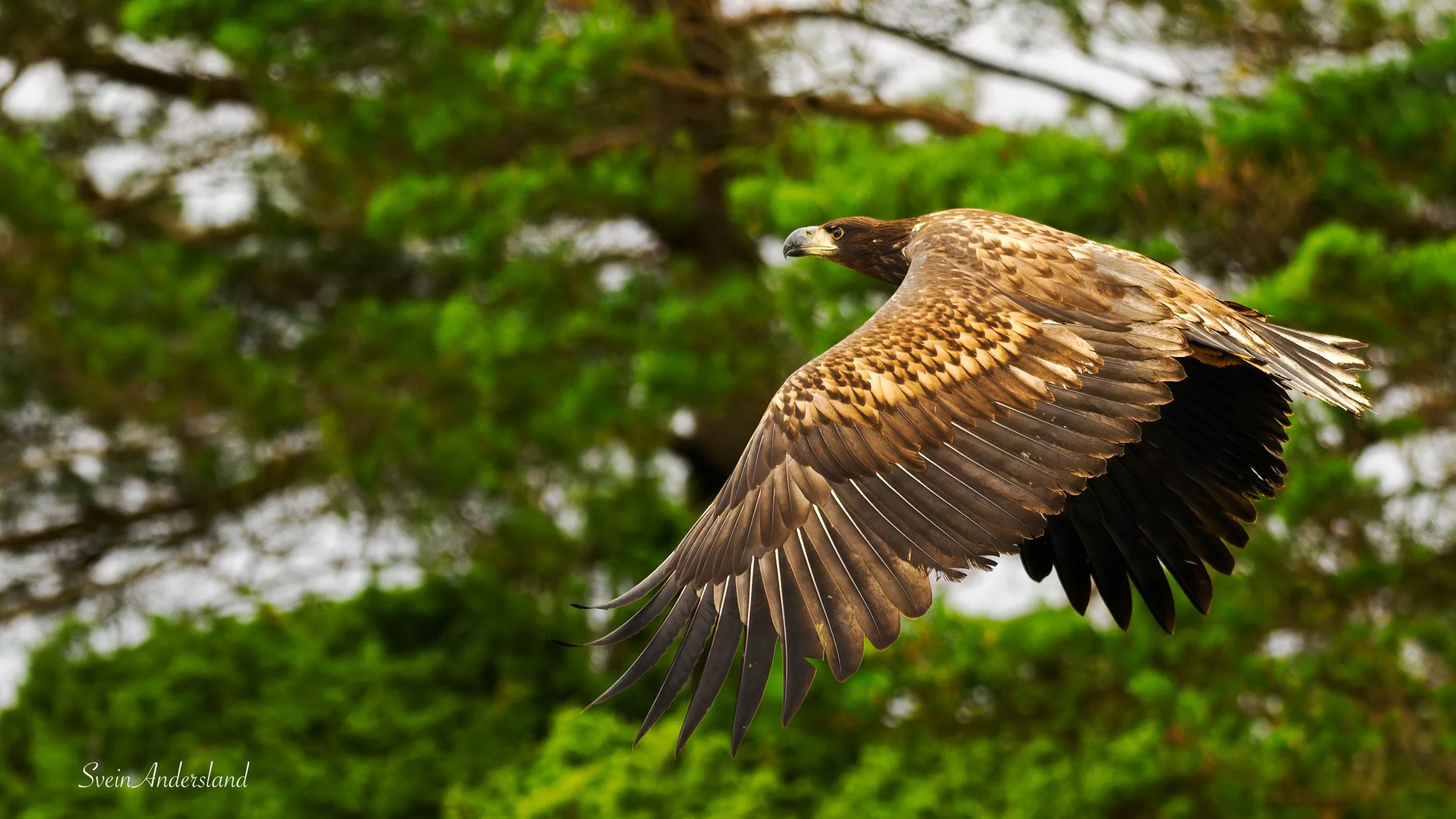 Havørn fanger fisk. Sea Eagle catches fish. White-tailed eagle cathes fish