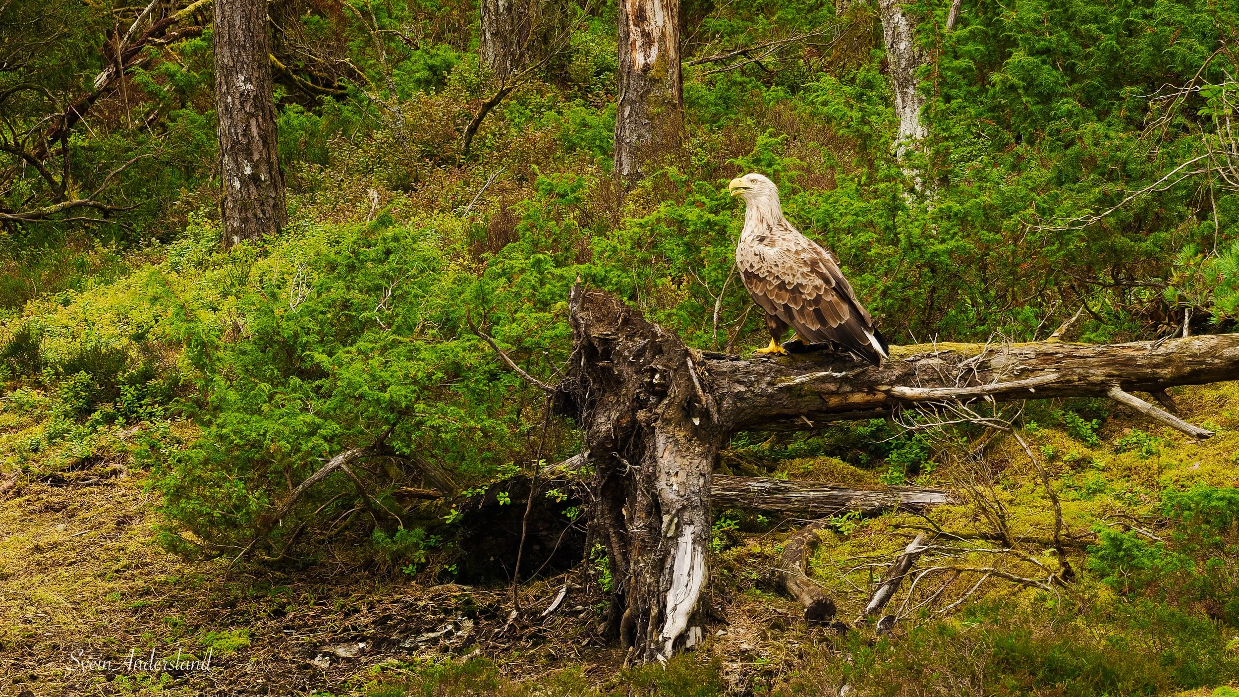 Havørn fanger fisk. Sea Eagle catches fish. White-tailed eagle cathes fish