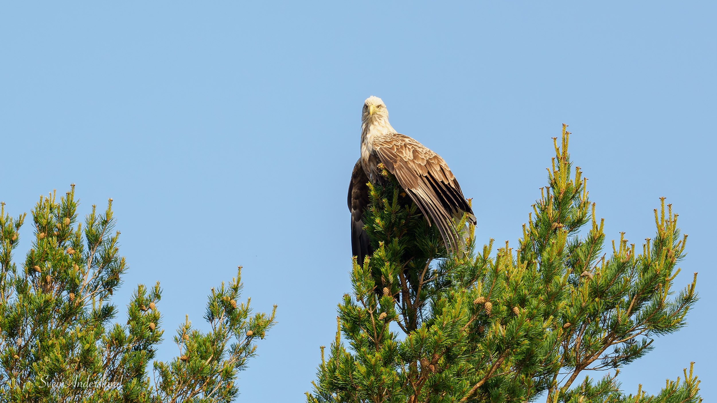 Havørn fanger fisk. Sea eagle catches a fish. White-tailed eagle catches a fish