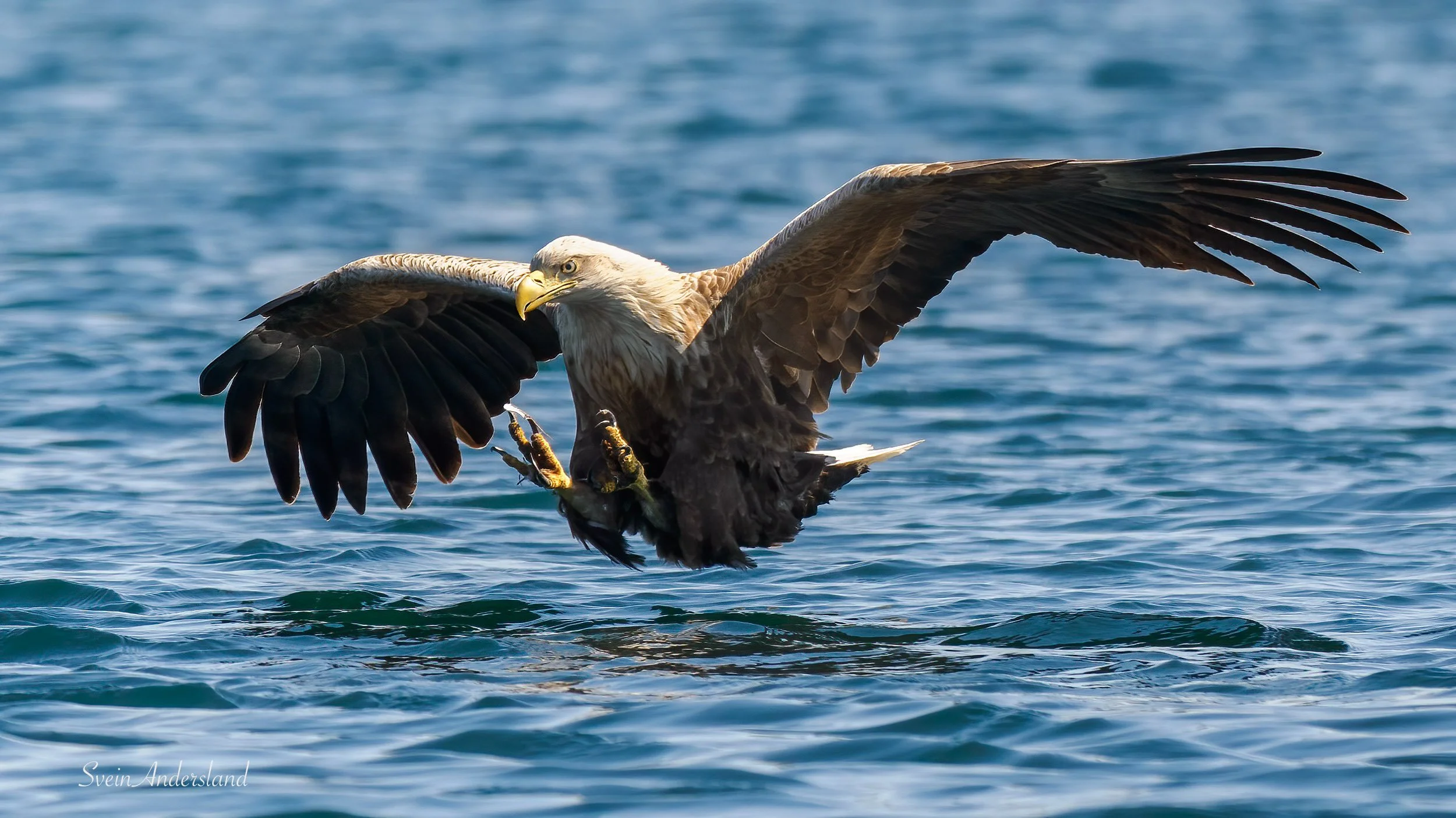havørn-_5110882-Edit.jpg