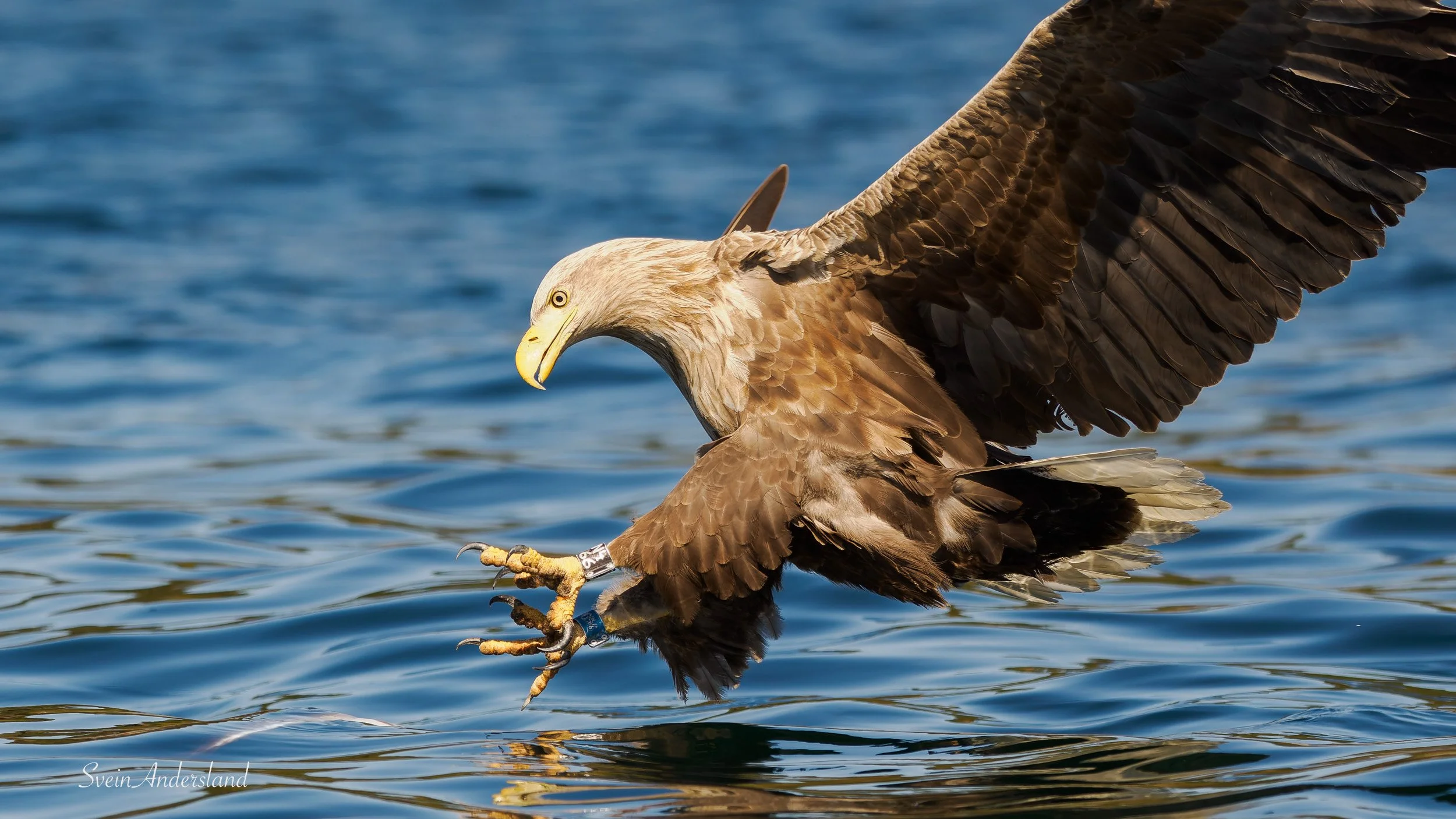 Havørna Otto fanger en fisk. The sea eagle Otto cathes a fish.