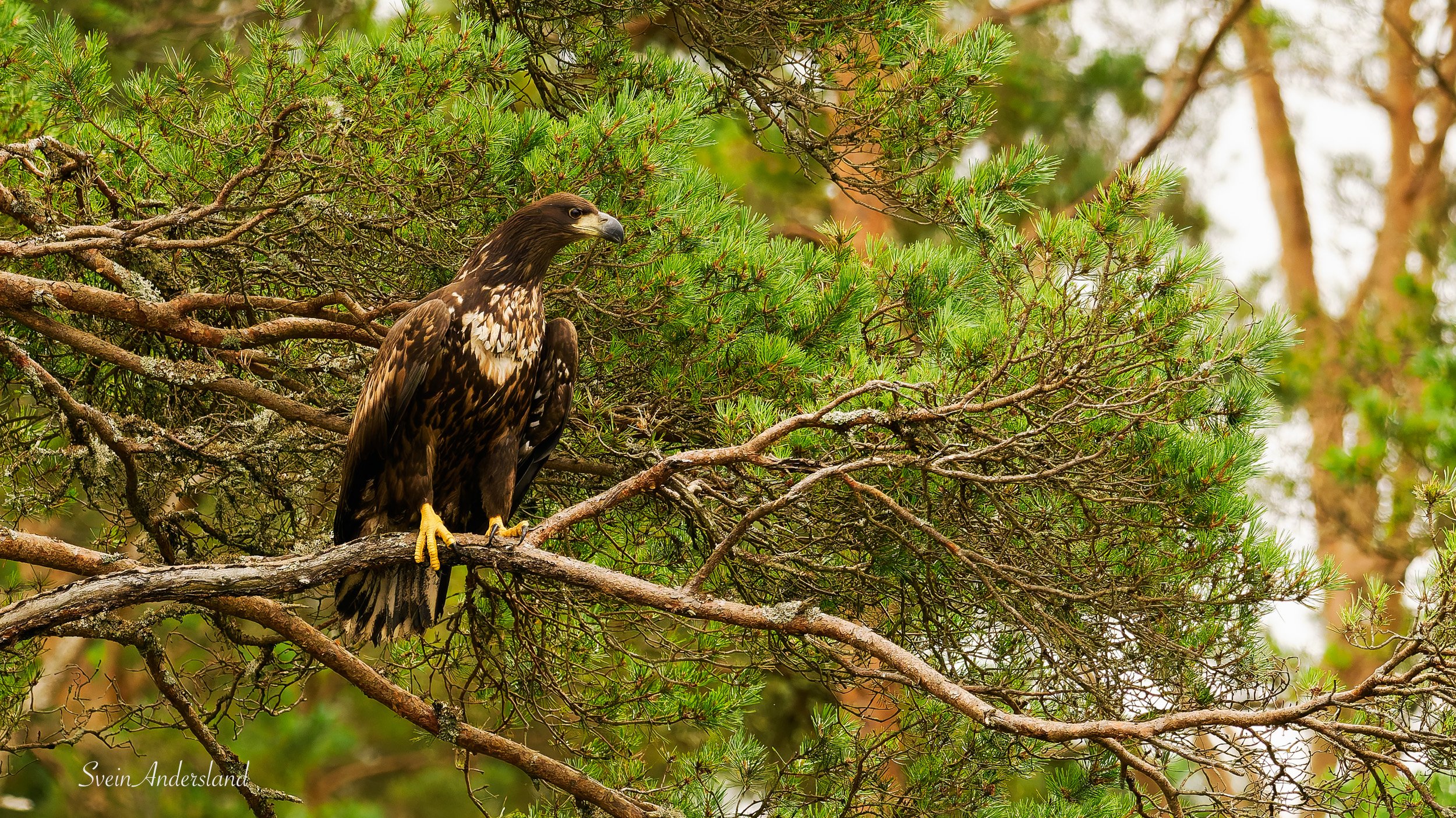 Havørn fanger fisk. Sea Eagle catches fish. White-tailed eagle cathes fish