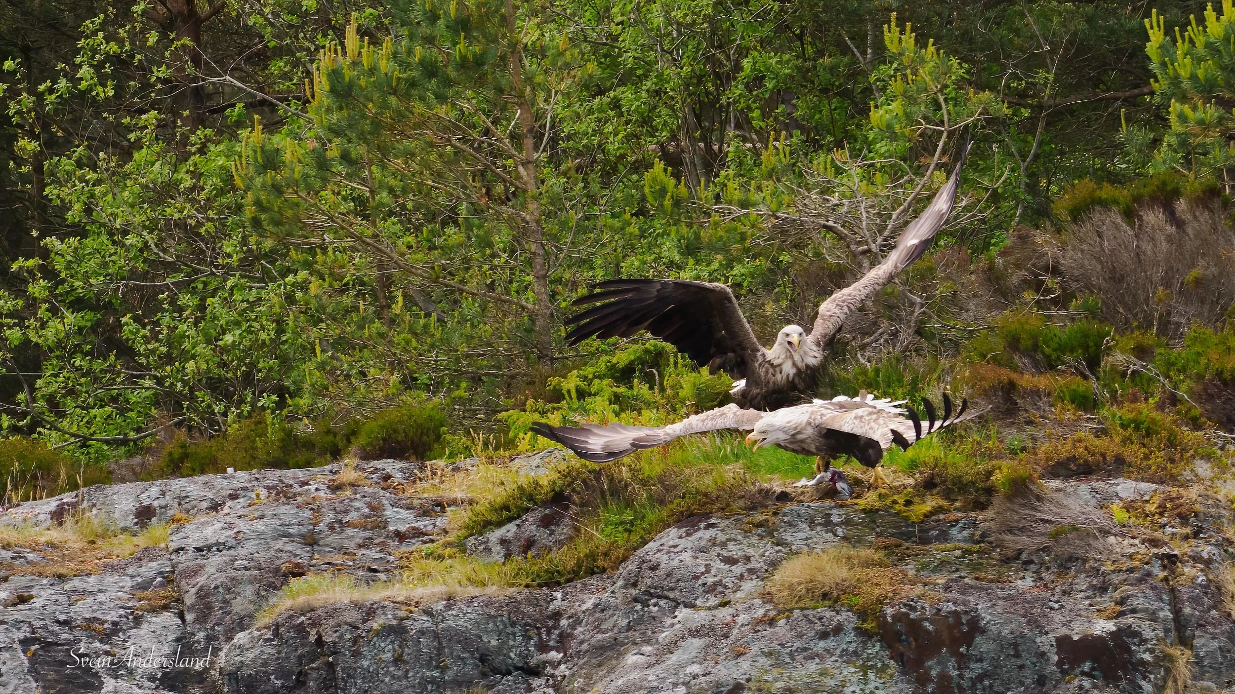 havørn-_6094623-Edit.jpg