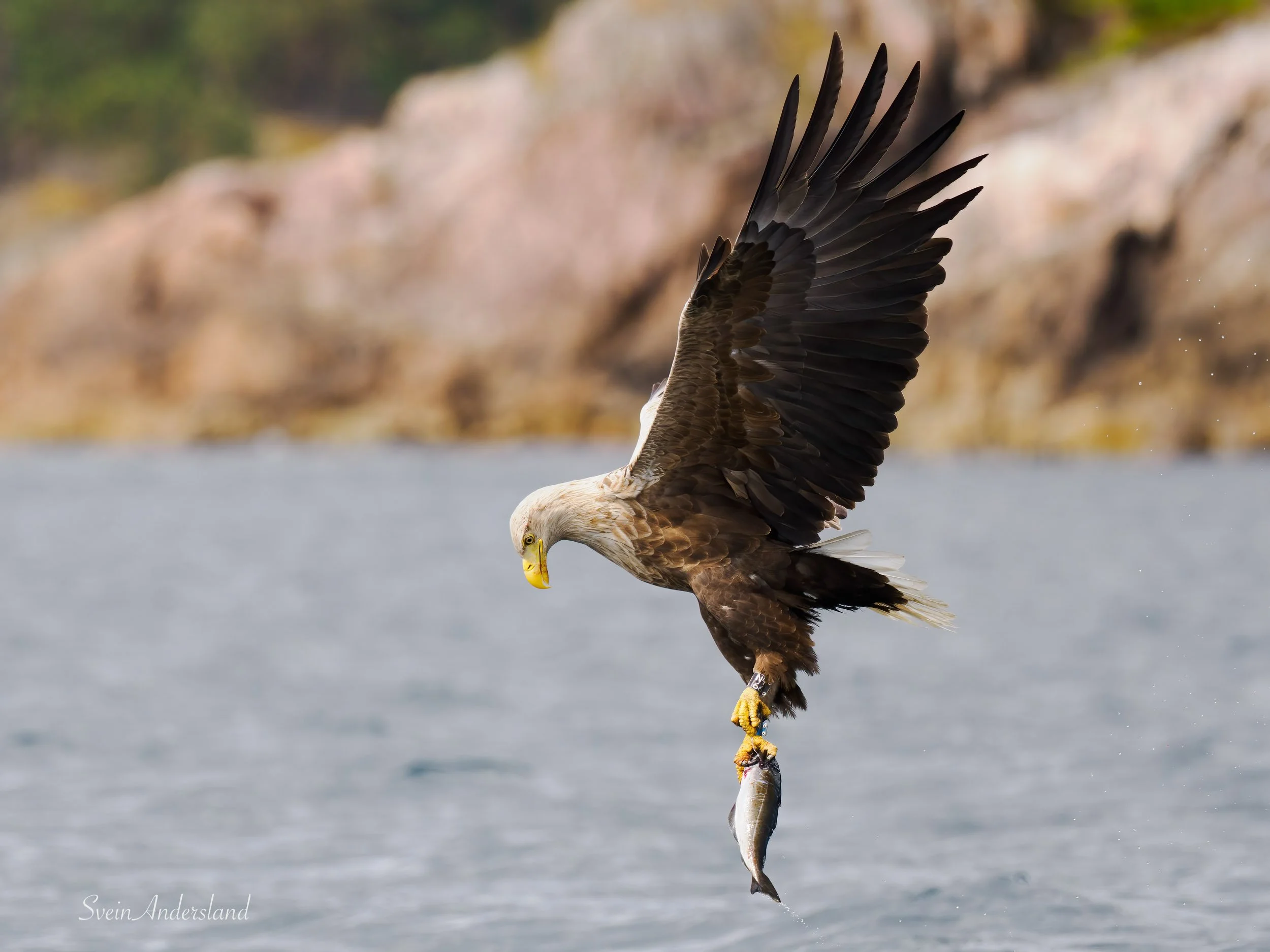 havørn-_6096057-Edit.jpg