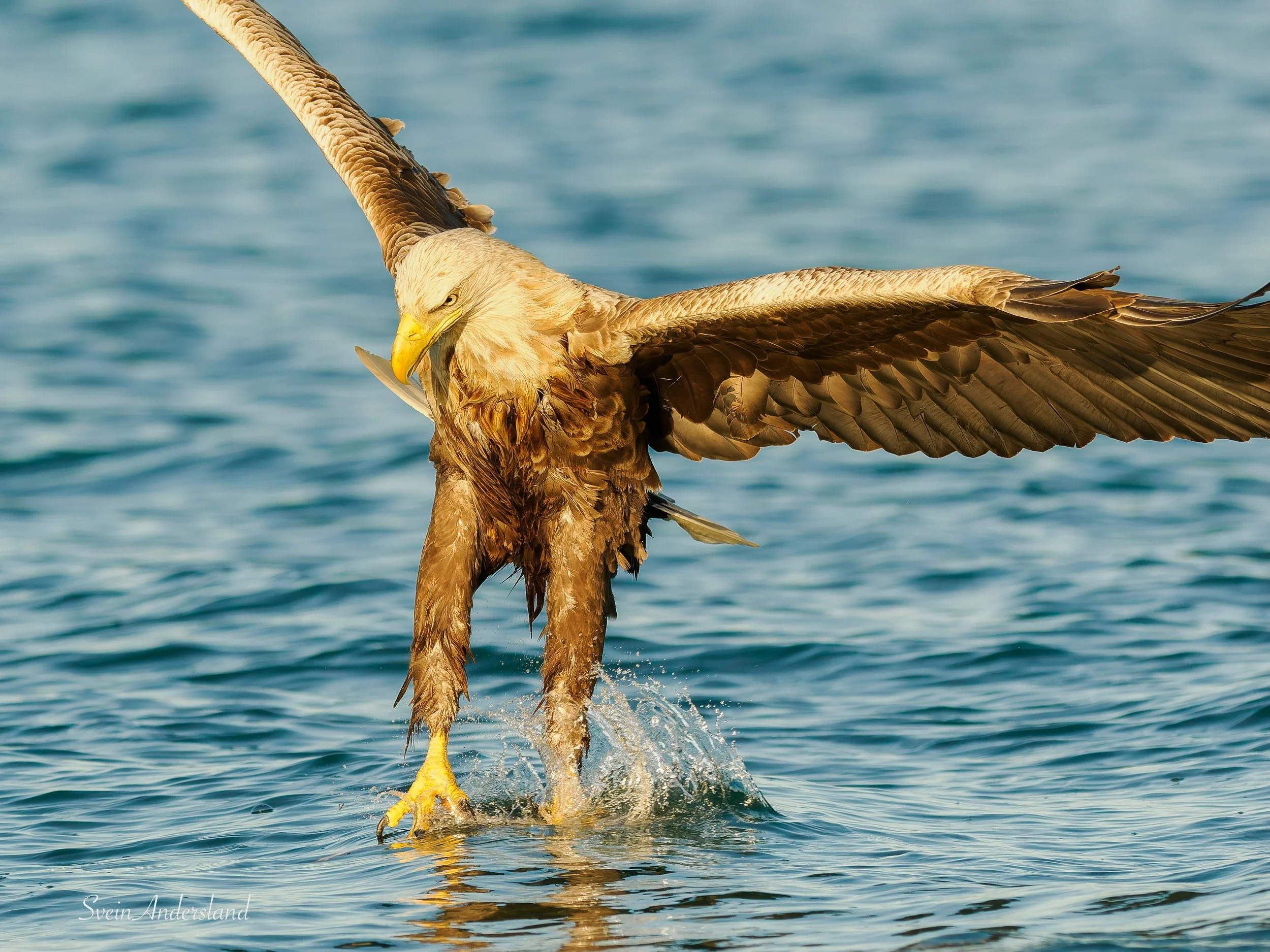 Havørna Ottar fangar fisk. The sea eagle, white-tailed eagle Ottar catches fish