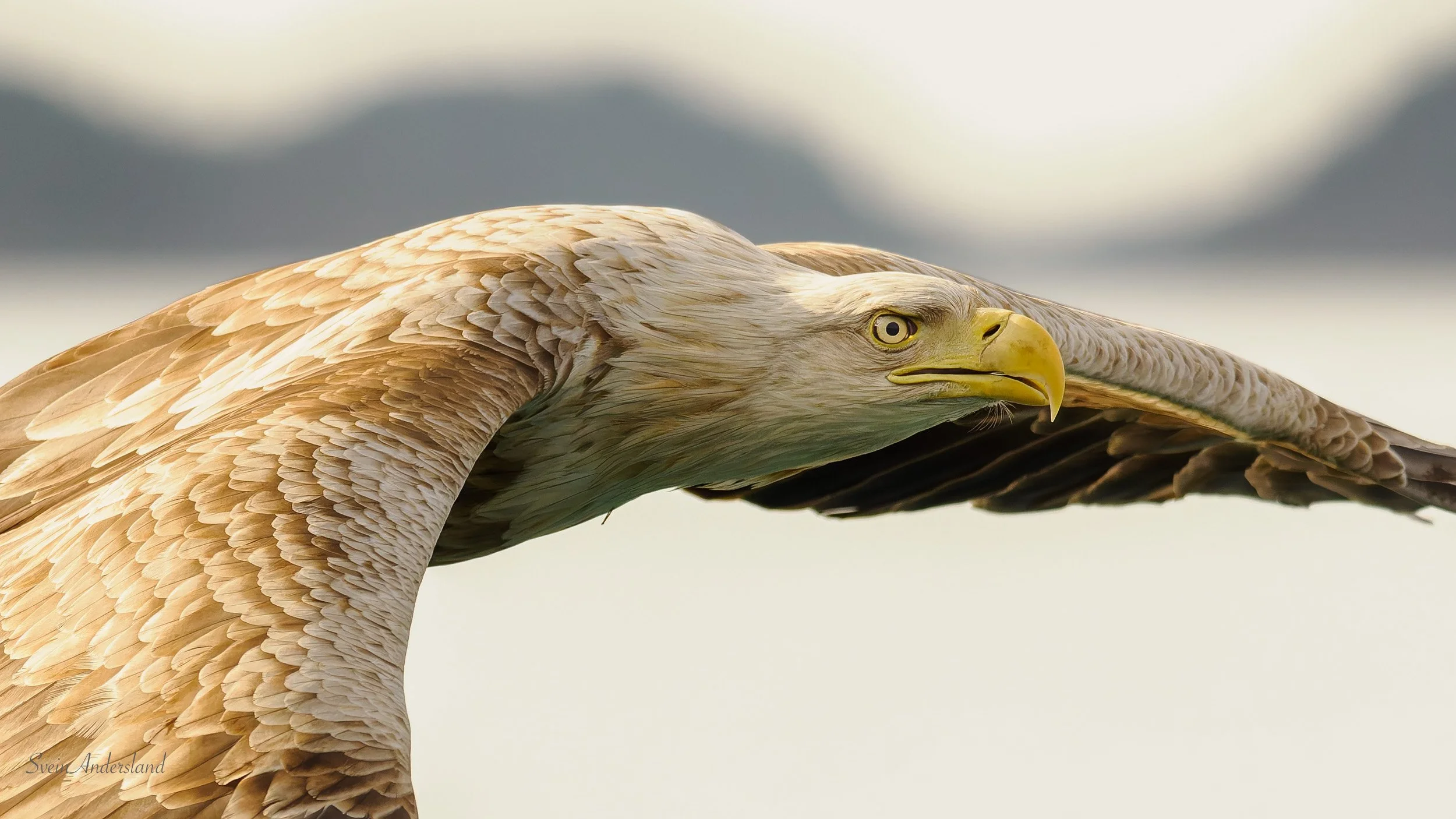 Havørna Ottar hentar fisk. The sea eagle Ottar catches fish.