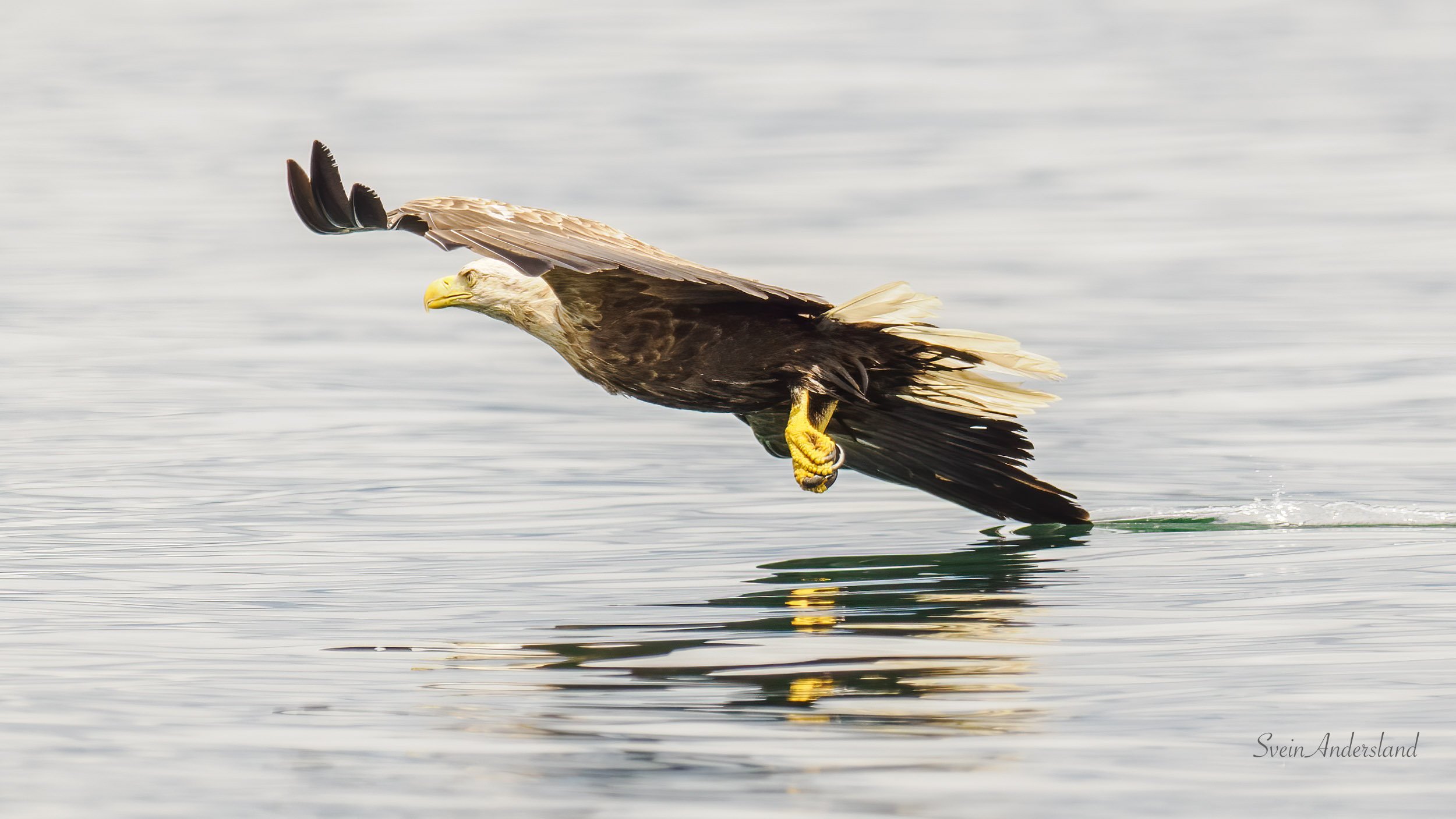 Havørn. Sea eagle. White-tailed eagle.