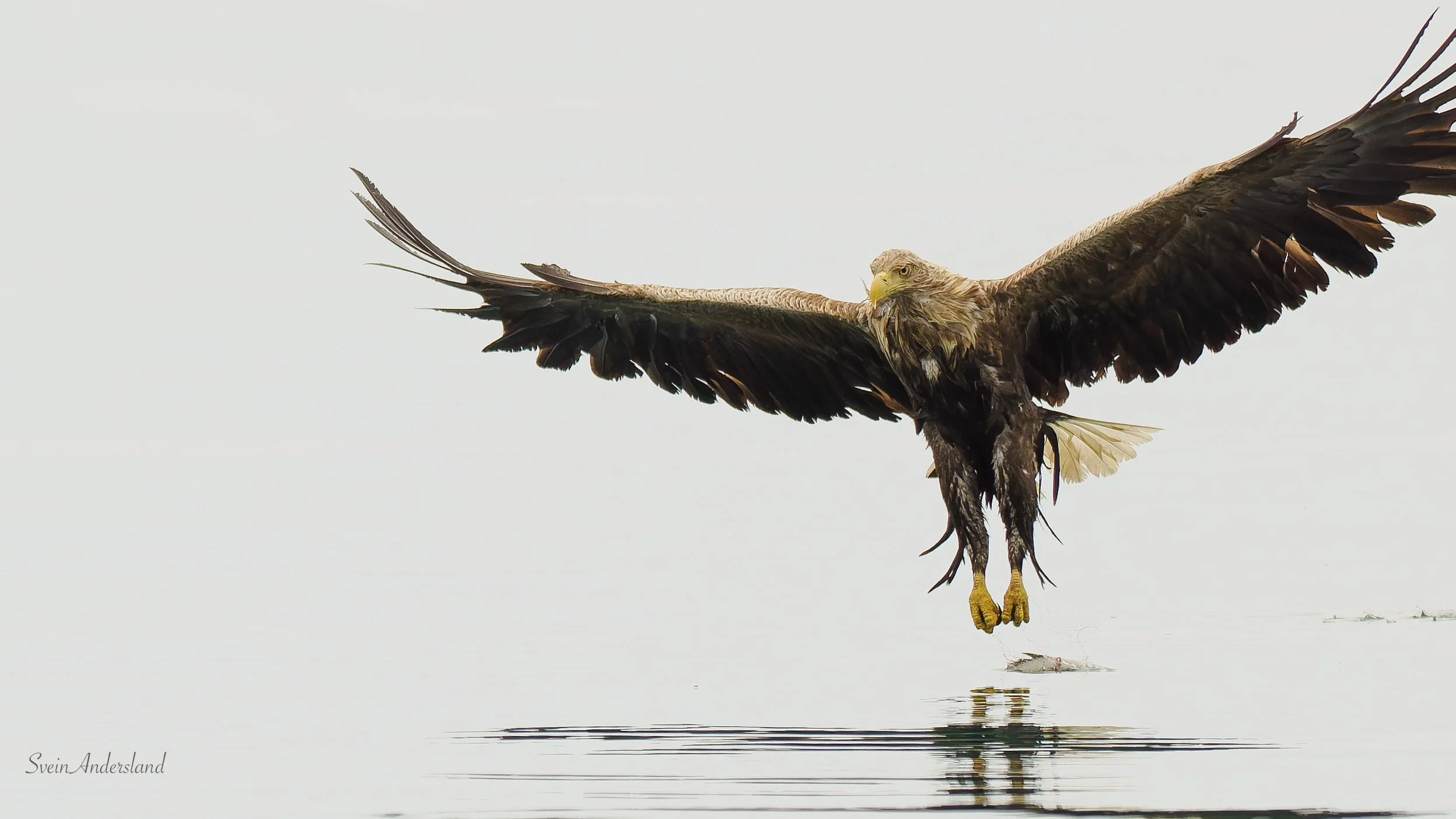 Havørn fanger fisk. Sea eagle, white-tailed eagle catches fish