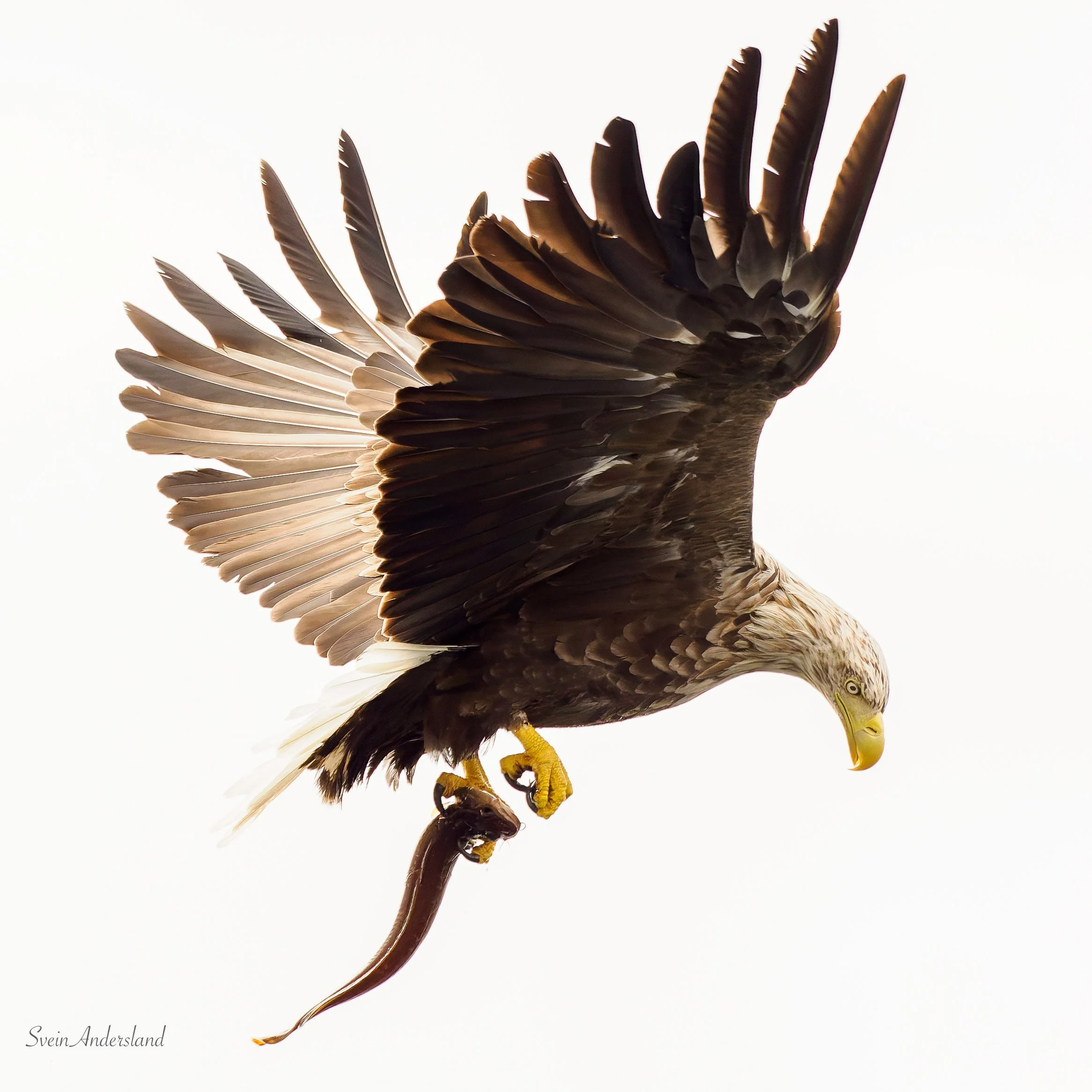 Havørn fanger fisk. Sea eagle cathces fish