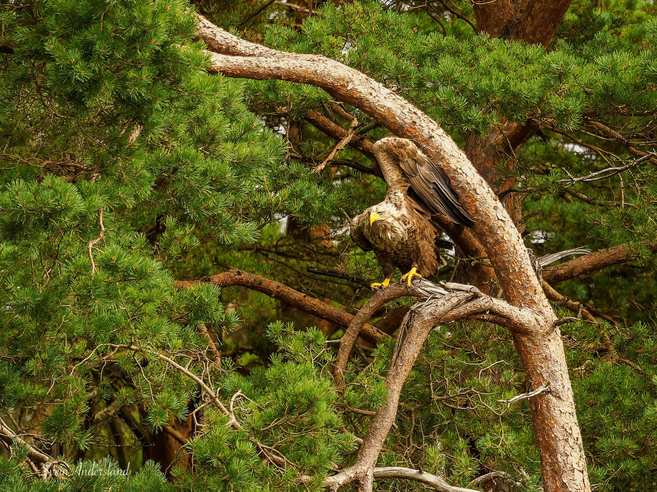 Havørn fanger fisk. Sea eagle cathces fish