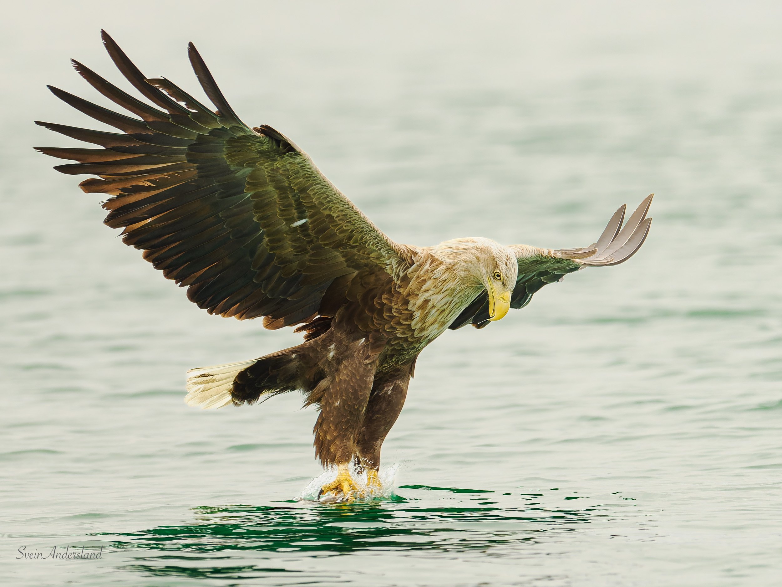 Havørn fanger fisk. Sea eagle, white-tailed eagle catches fish