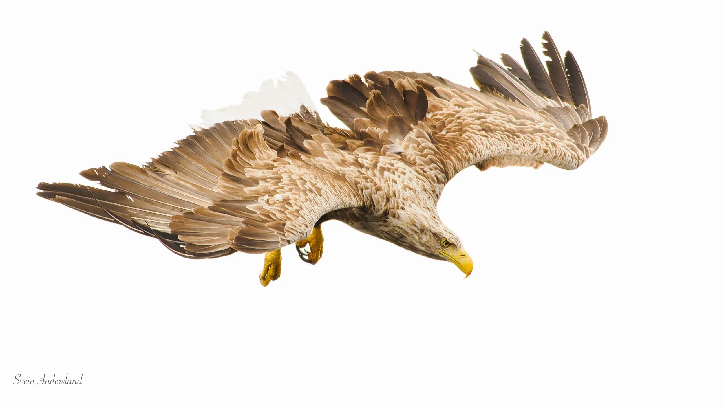 Havørn fanger fisk. Sea eagle cathces fish