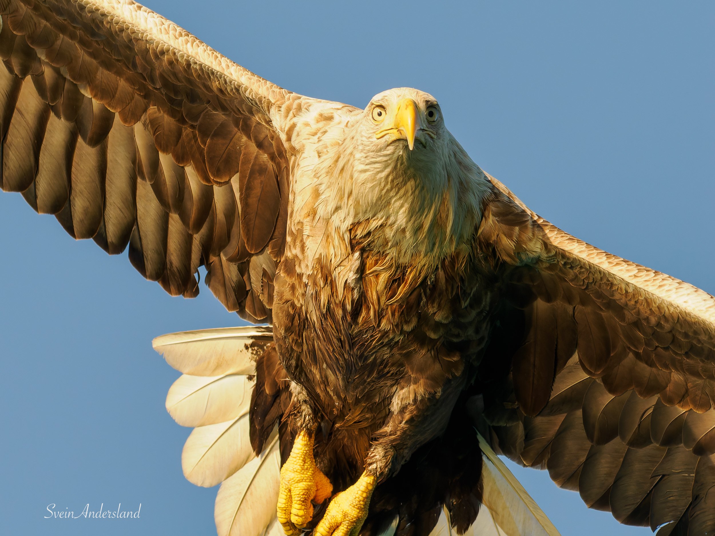 Havørna Ottar fangar fisk. The sea eagle, white-tailed eagle Ottar catches fish