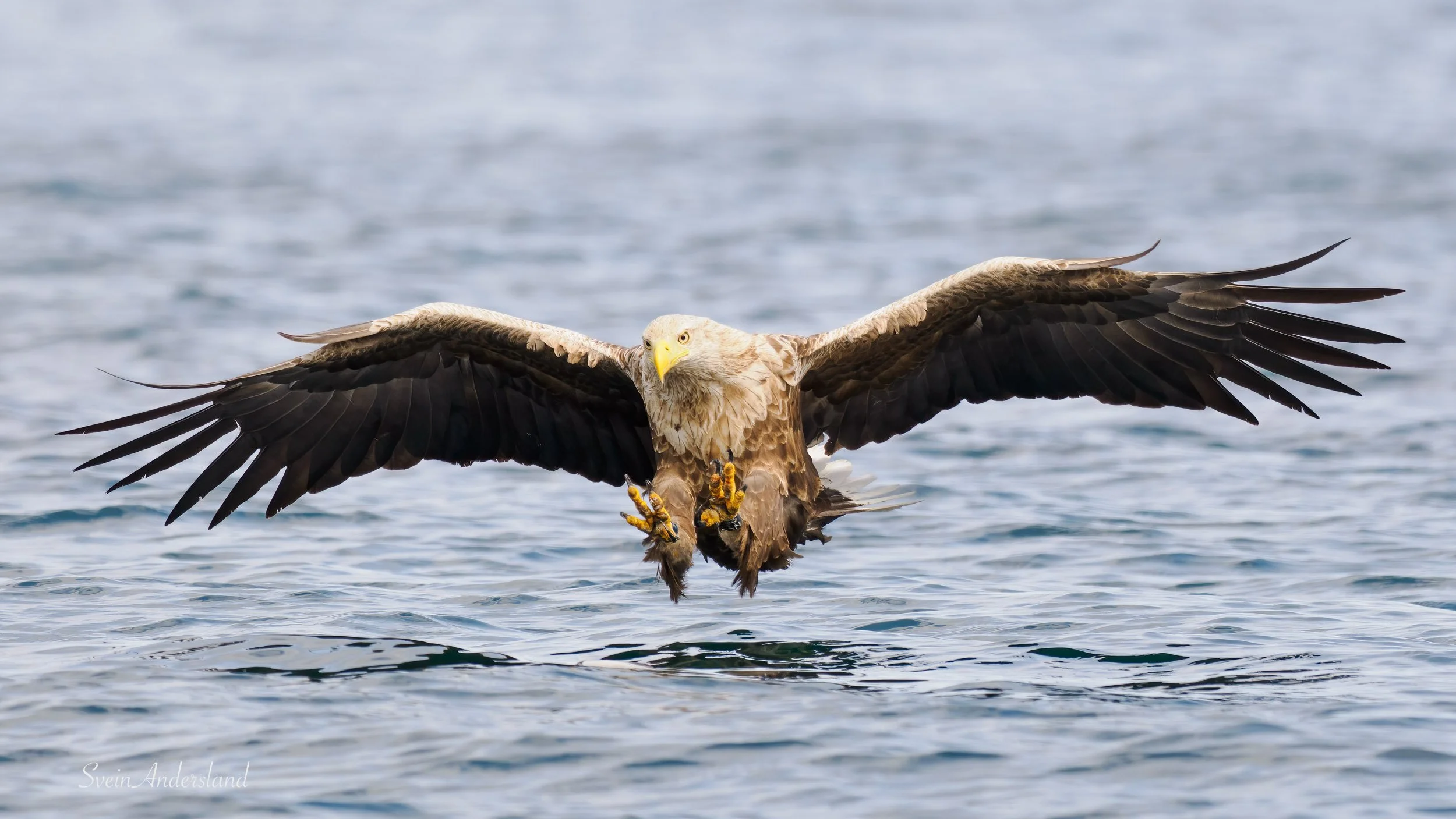 havørn-_6095820-Edit.jpg