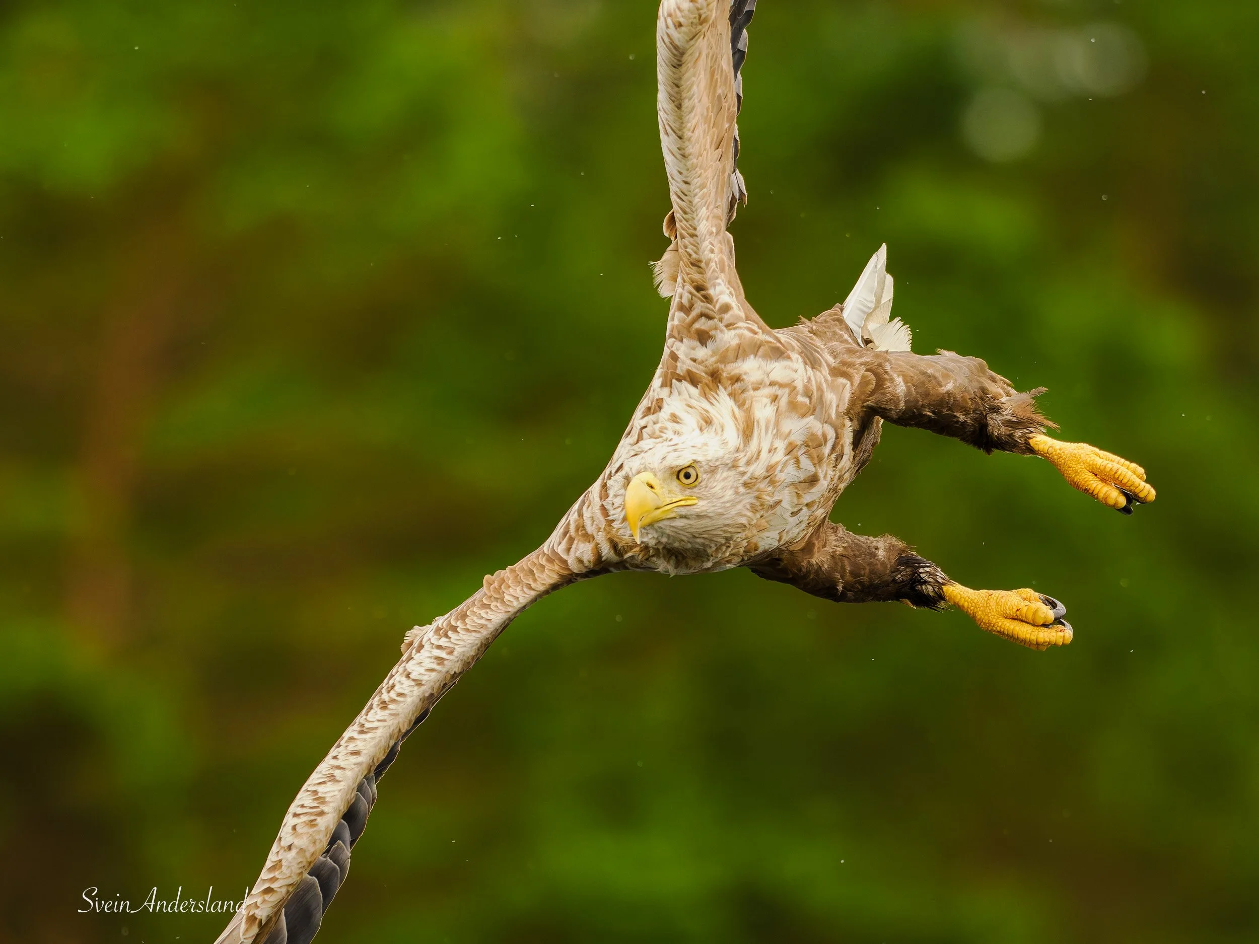 havørn fanger fisk, sea eagle or white-tailed eagle catches fish