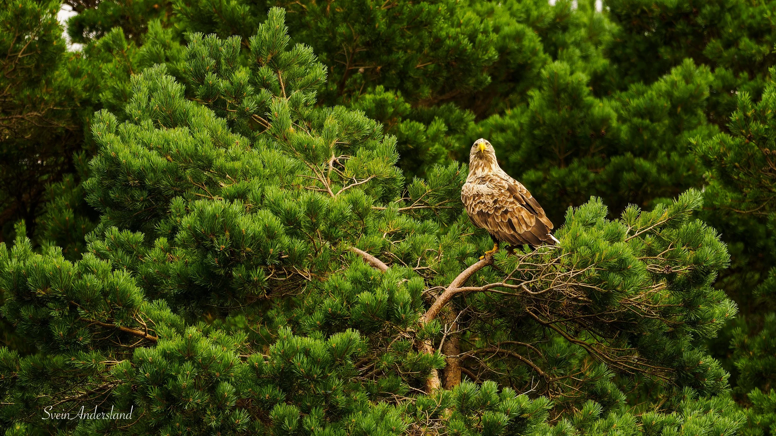 Havørn fanger fisk. Sea eagle cathces fish