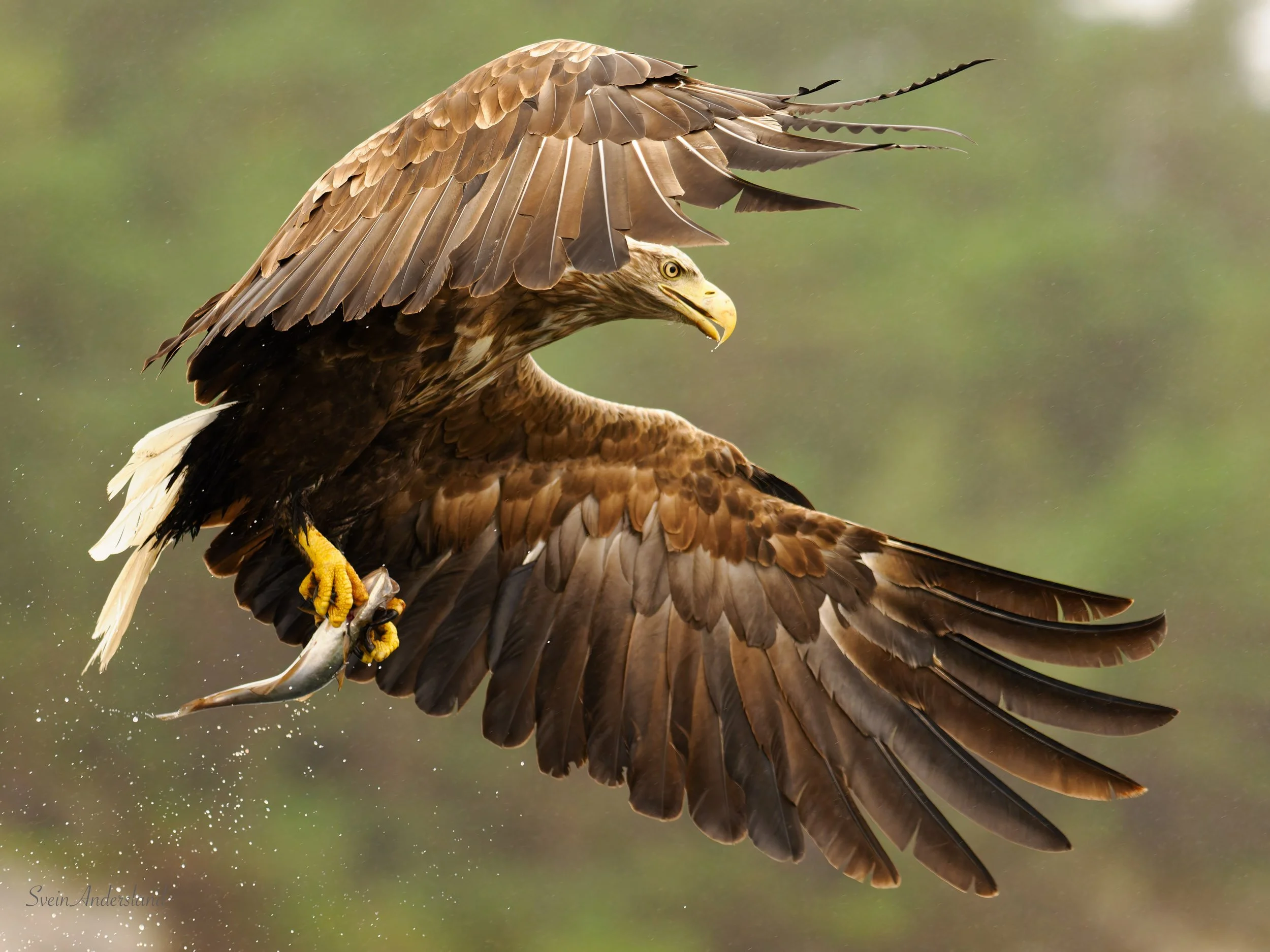 Havørn fanger fisk. Sea eagle, white-tailed eagle catches fish. Sea eagle, white-tailed eagle, eagle photography