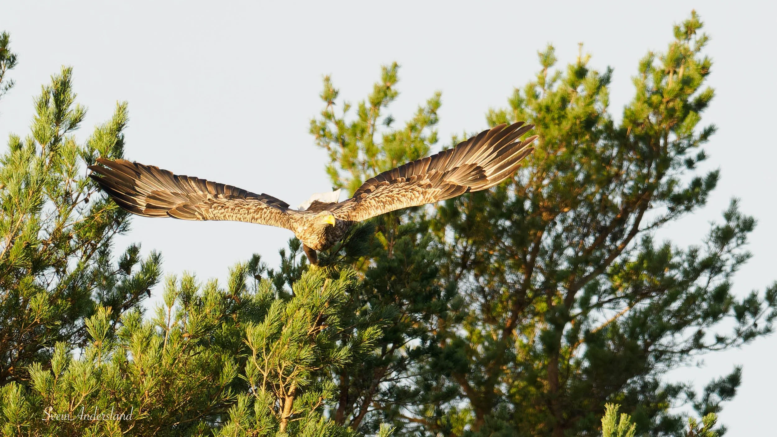 havørn-_B151385-DxO_DeepPRIME XD2s.jpg