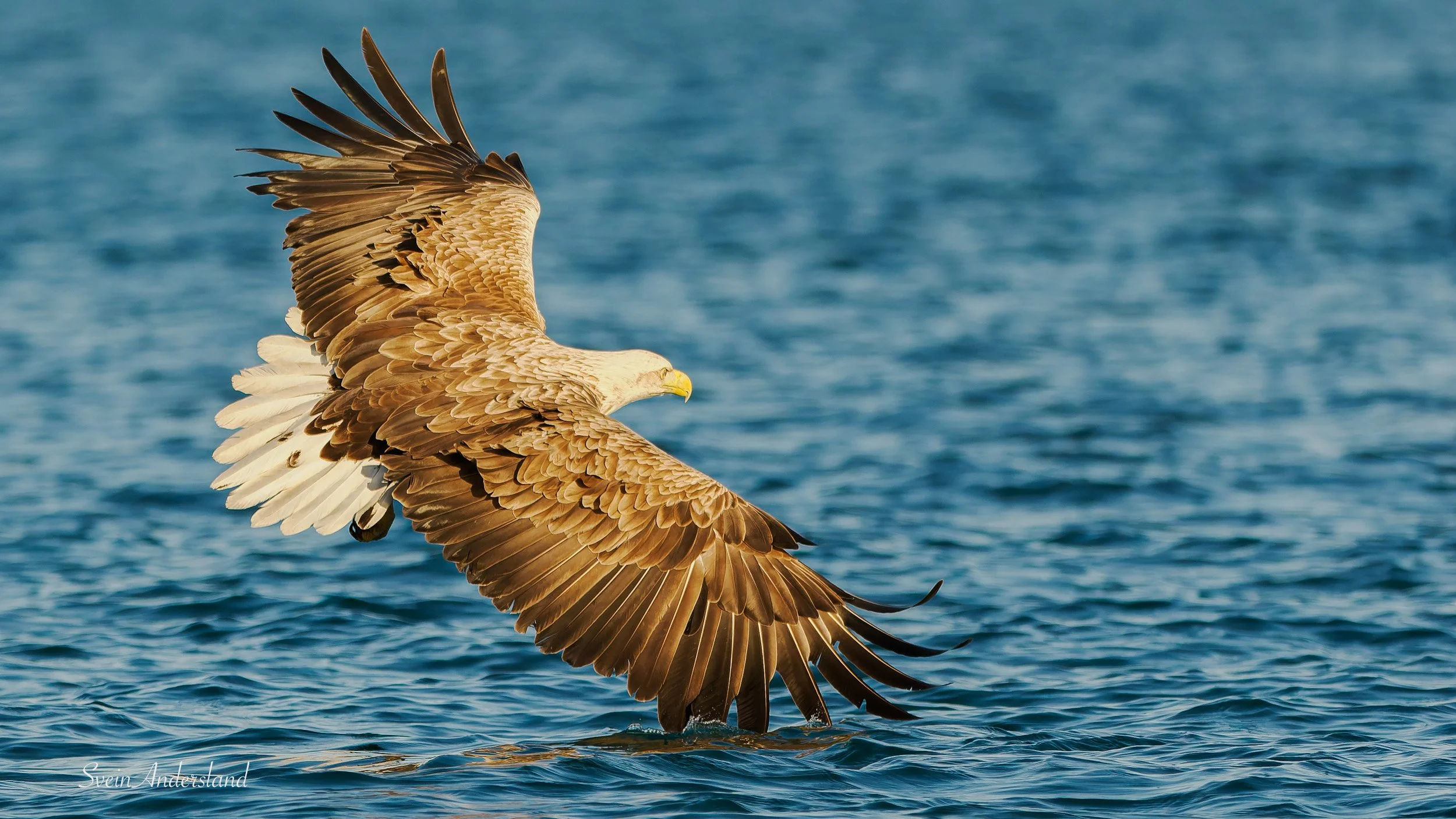Havørna Ottar fangar fisk. The sea eagle, white-tailed eagle Ottar catches fish