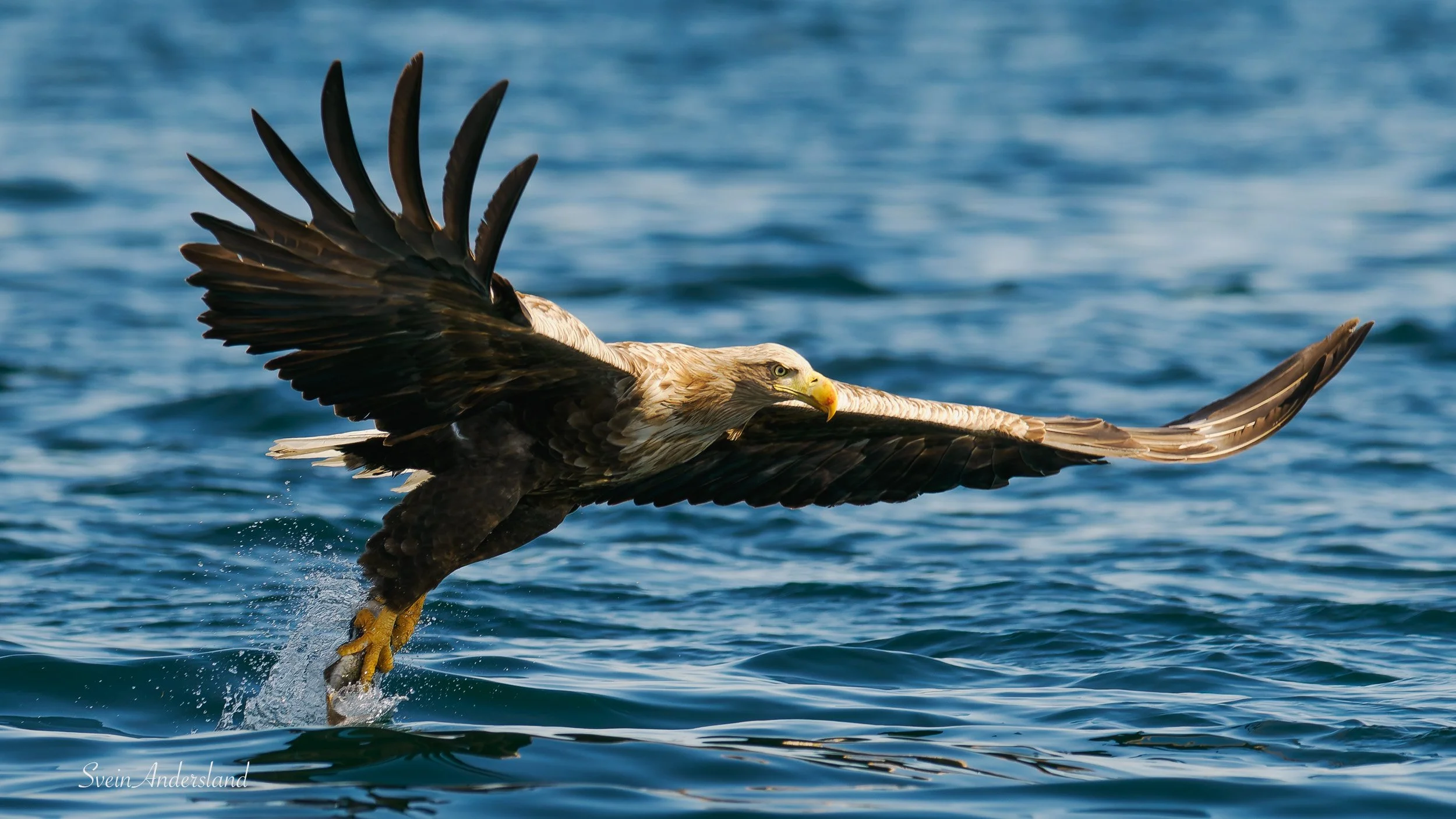 havørn, sea eagle, white-tailed eagle