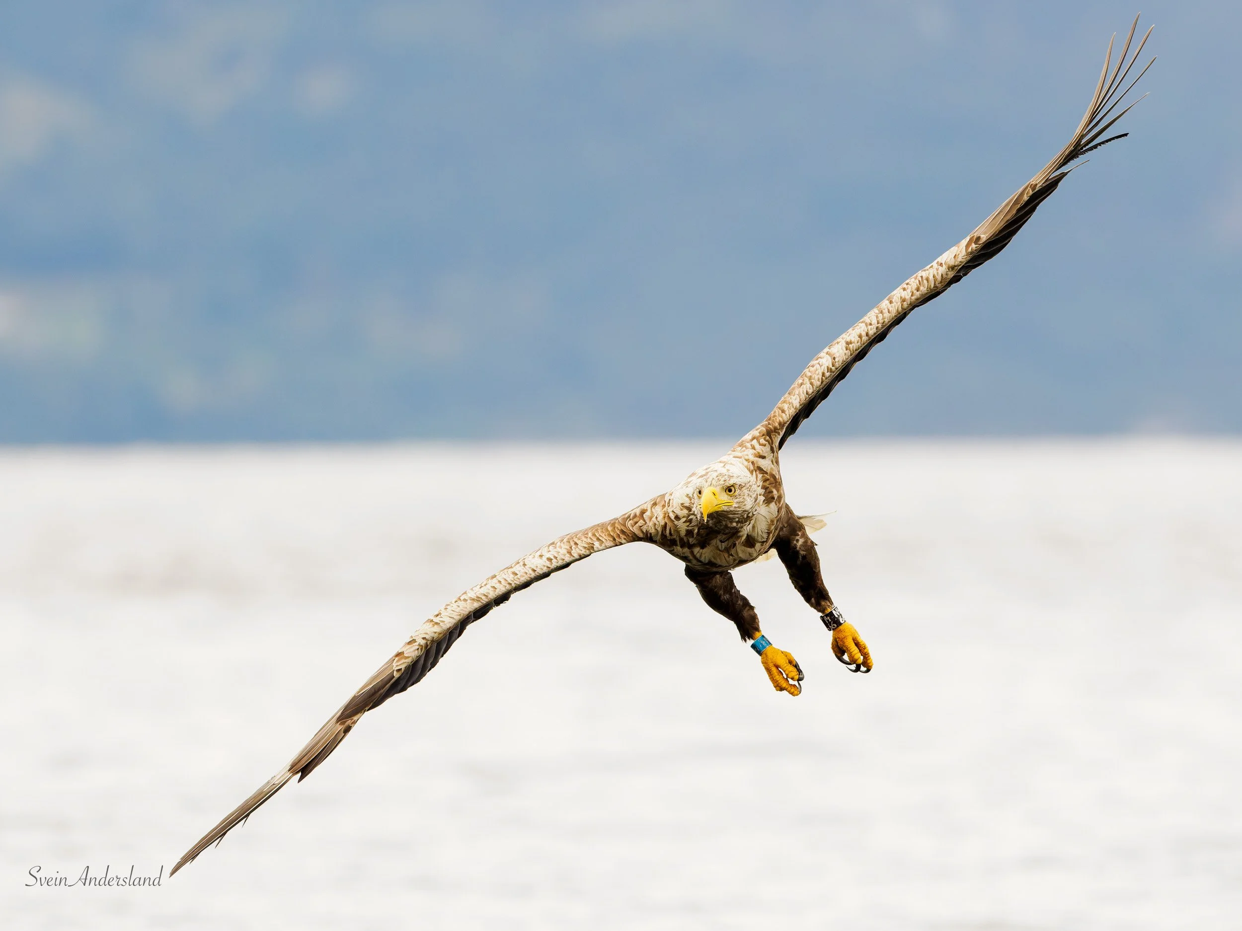 Havørn fanger fisk. Sea eagle cathces fish