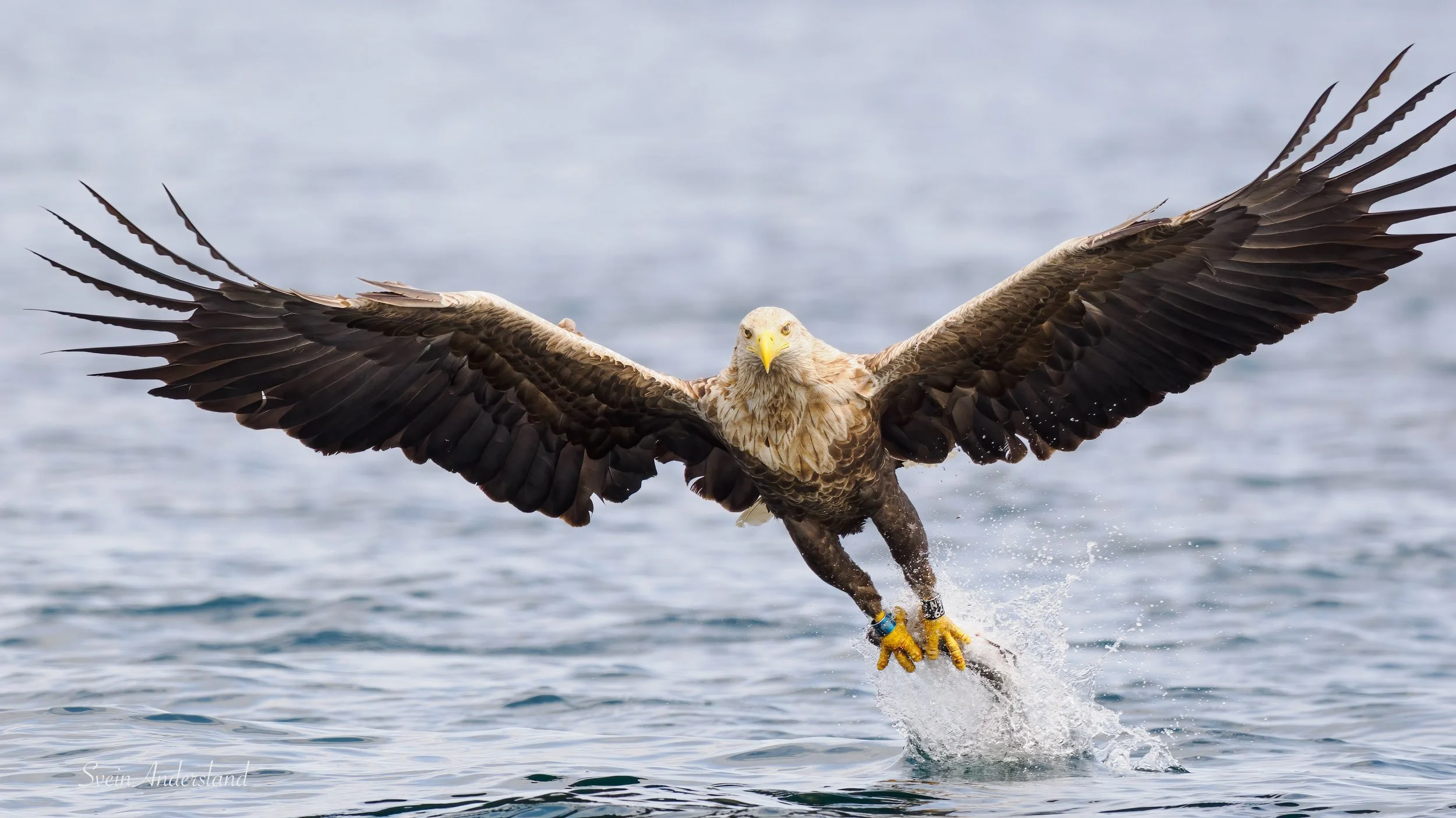 havørn-_6095825-Edit.jpg