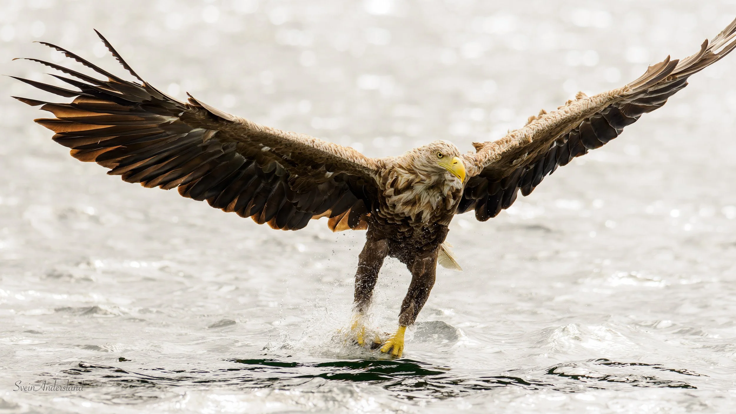 Havørn fanger fisk. Sea eagle cathces fish