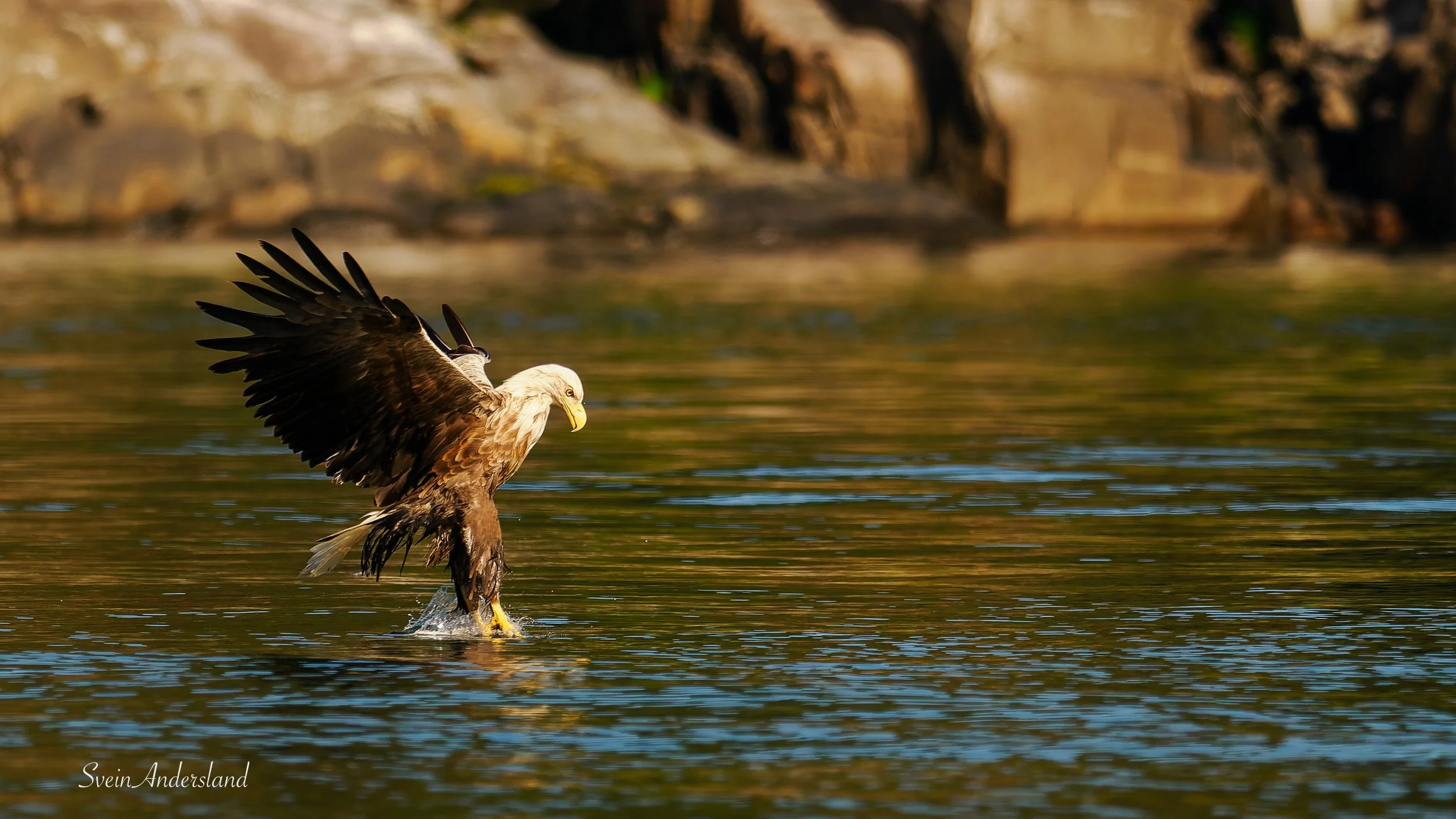 Havørn fanger fisk. Sea eagle catches a fish. White-tailed eagle catches a fish