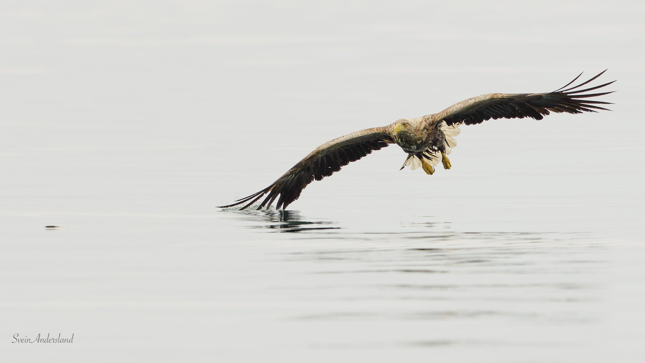 havørn fangar fisk, sea eagle catches fish