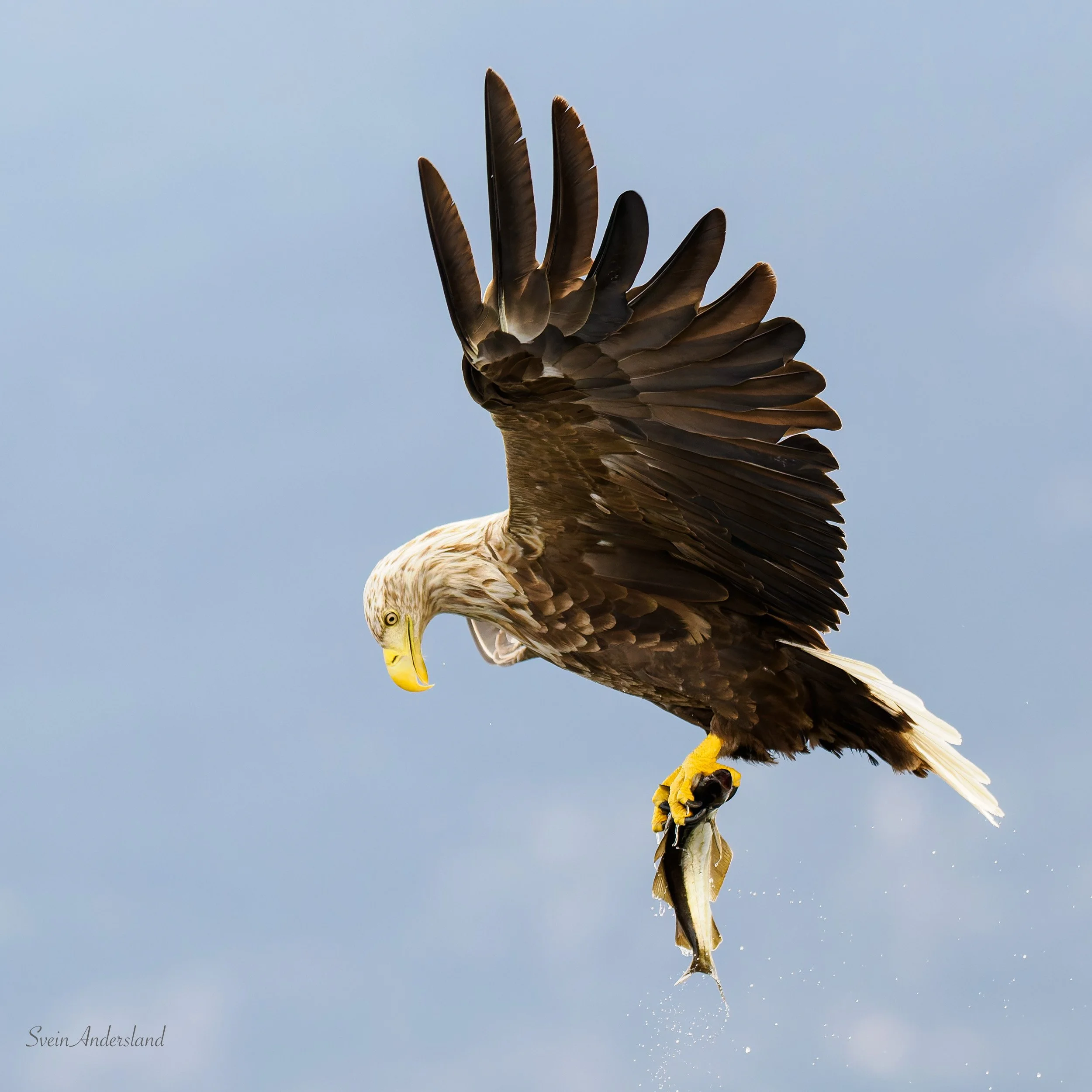Havørn fanger fisk. Sea eagle cathces fish