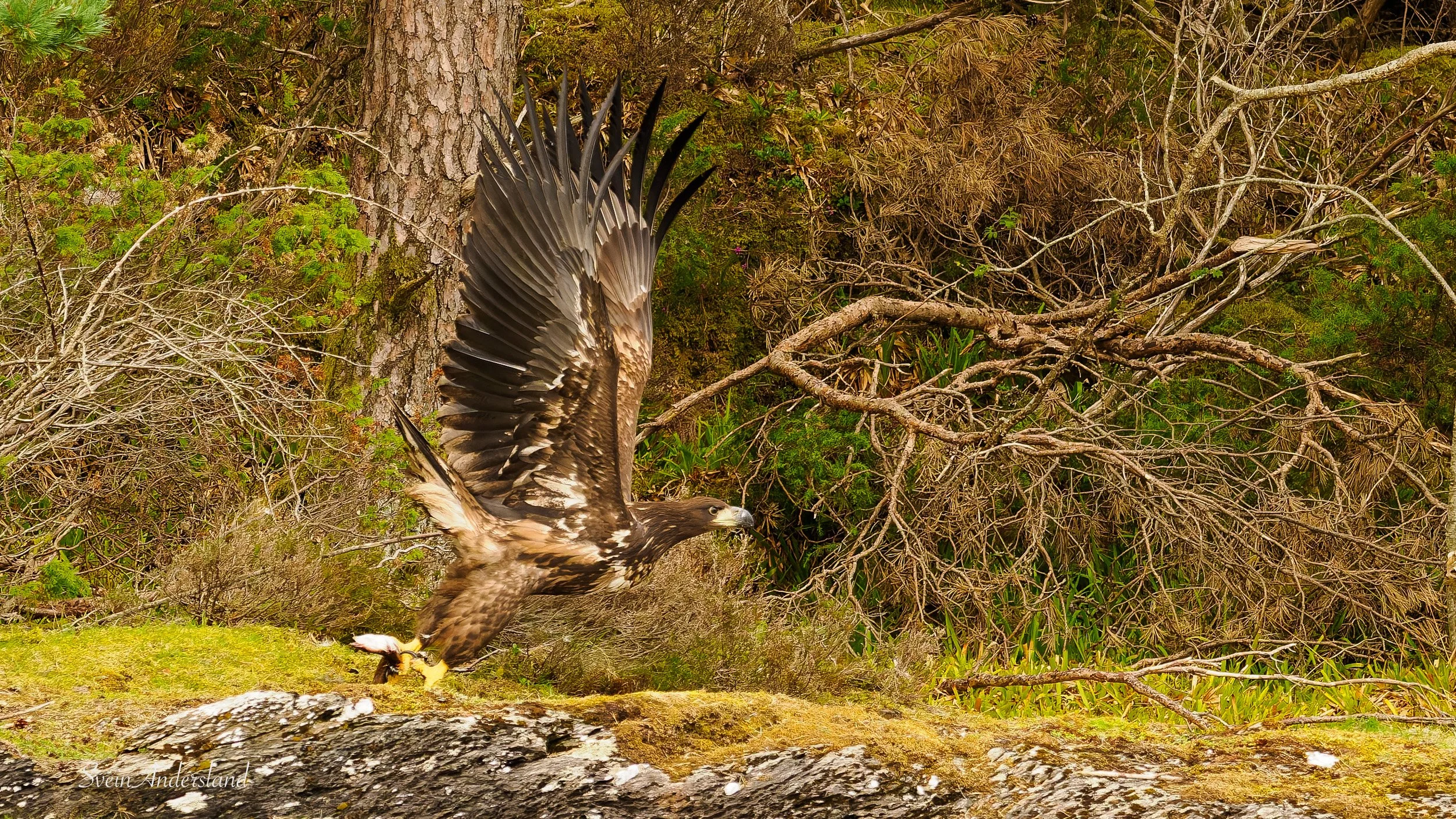 Havørn fanger fisk. Sea eagle cathces fish