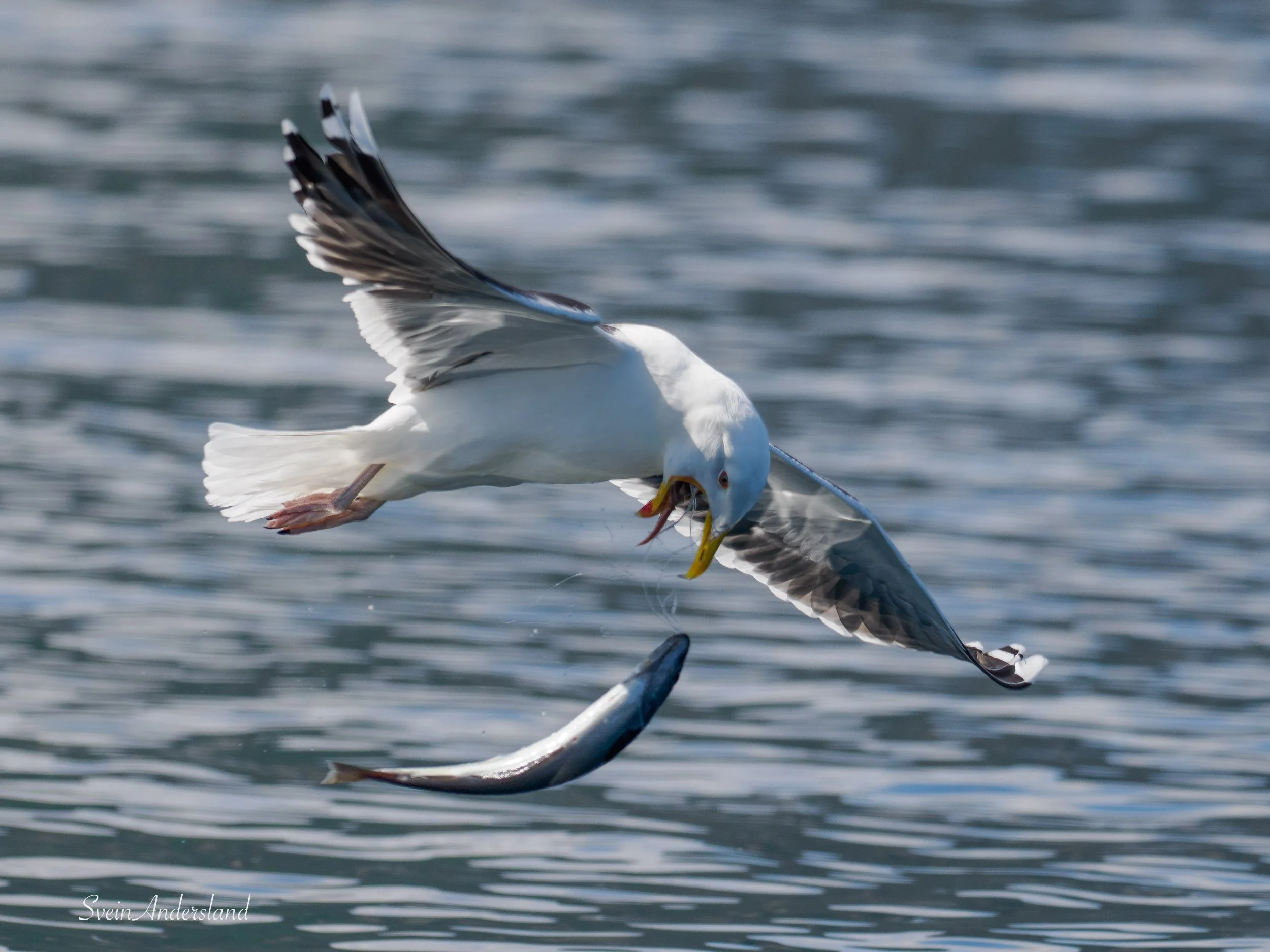 havørn-_6218609-Edit-2.jpg