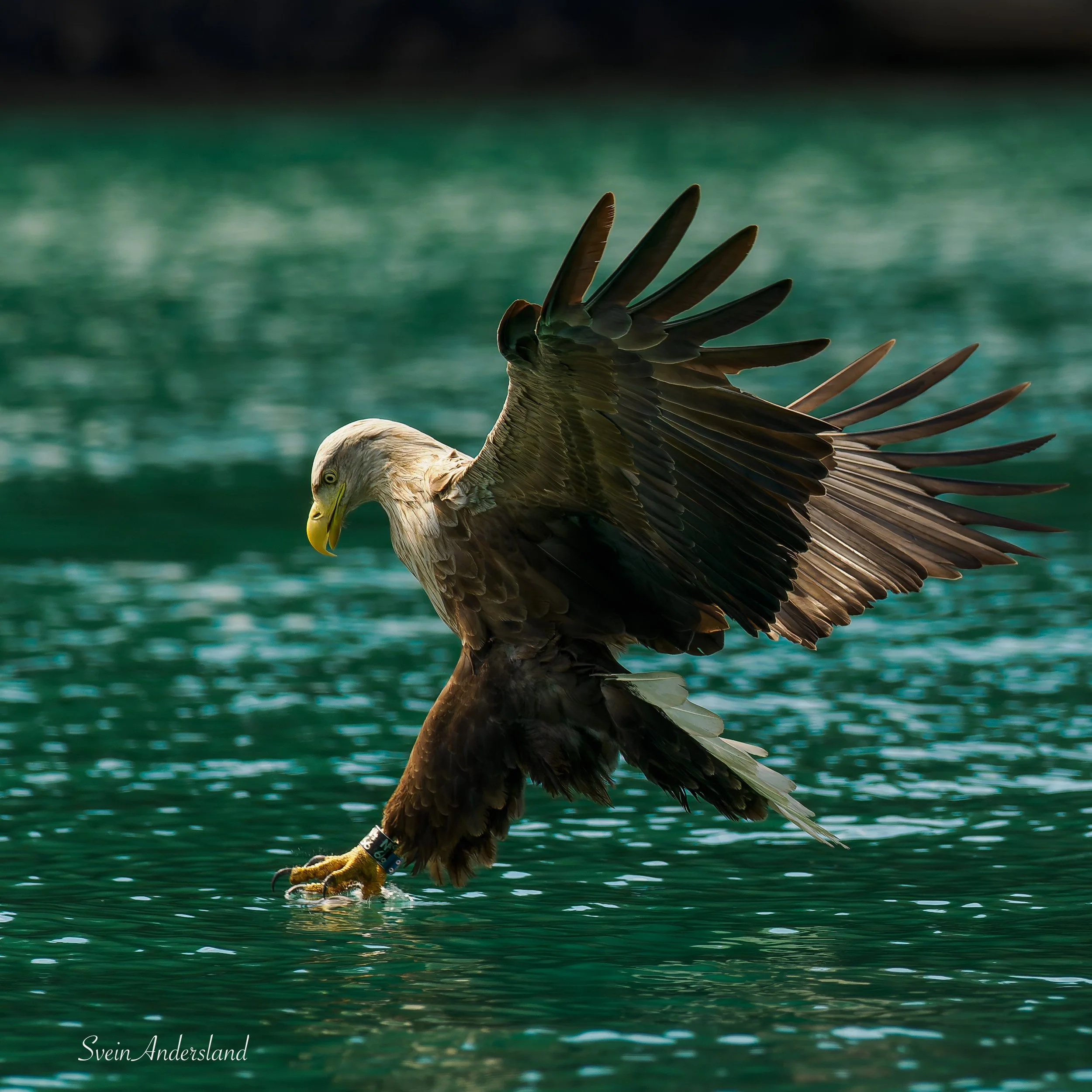 Havørn fanger fisk. Sea eagle, white-tailed eagle catches fish