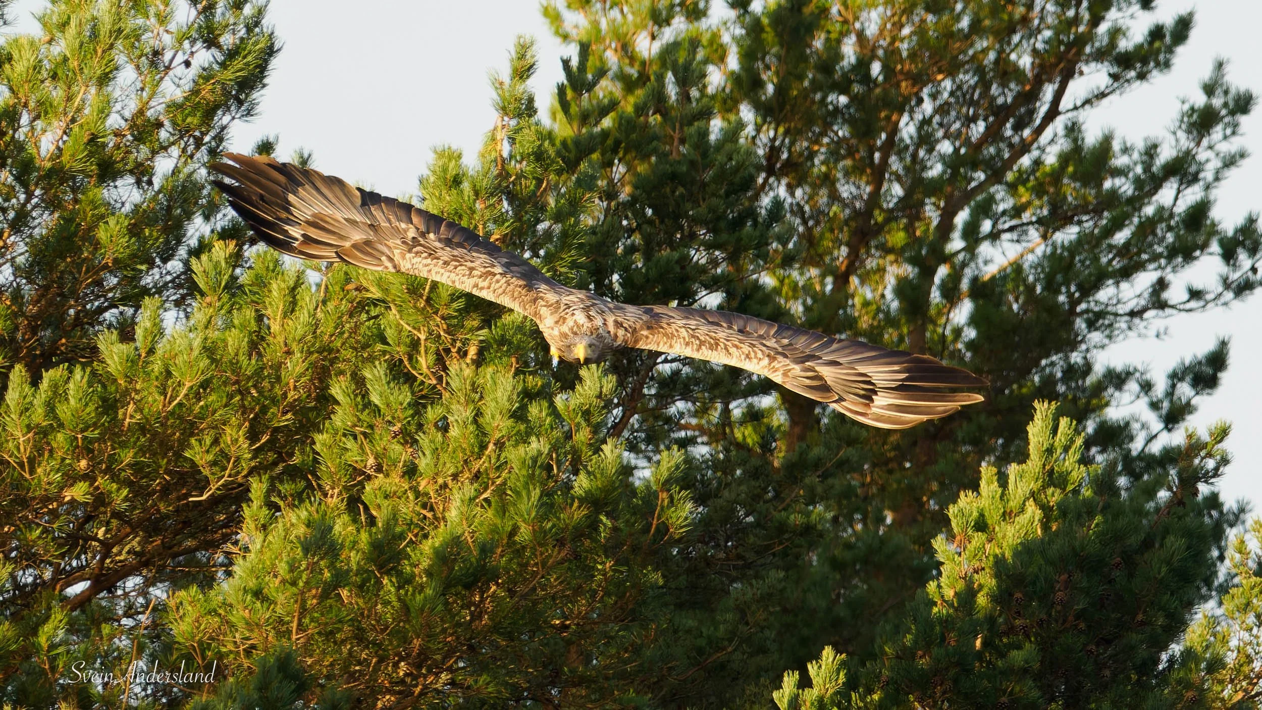 havørn-_B151395-DxO_DeepPRIME XD2s.jpg