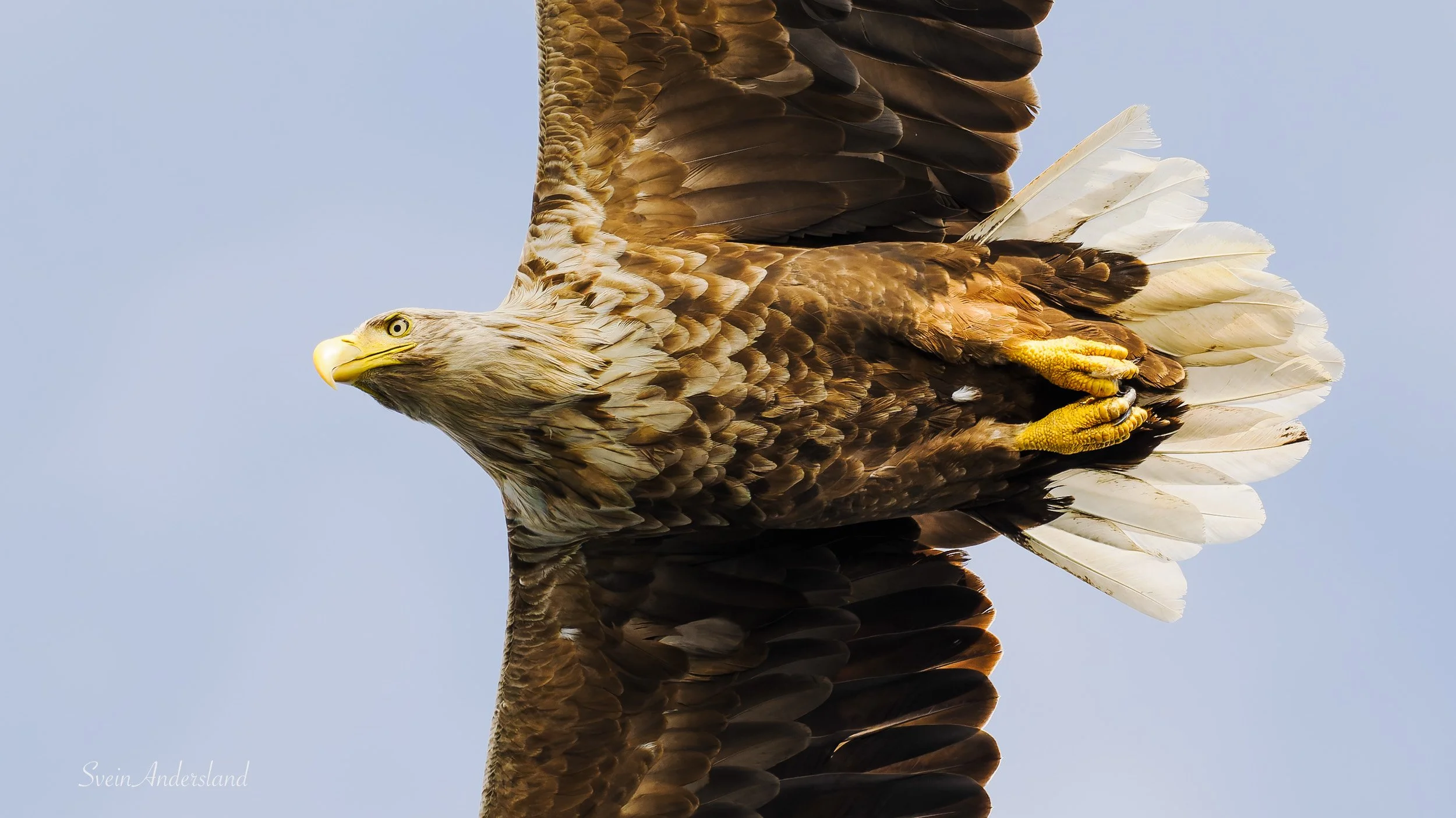havørn, sea eagle, white-tailed eagle