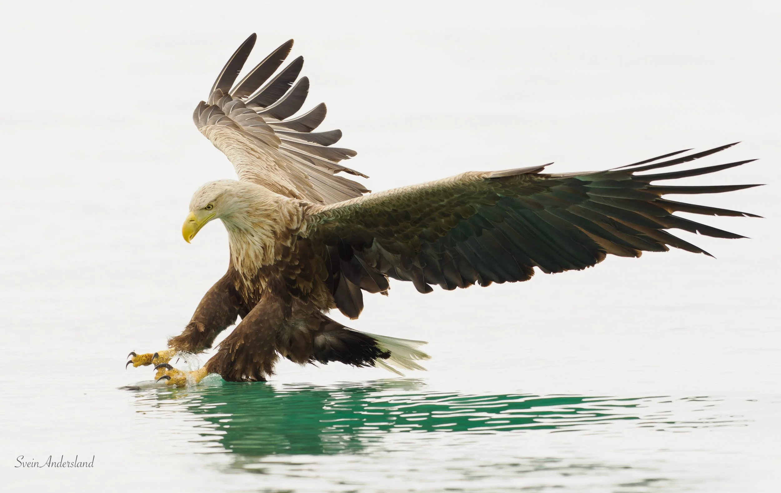 Havørn fanger fisk. Sea eagle, white-tailed eagle catches fish
