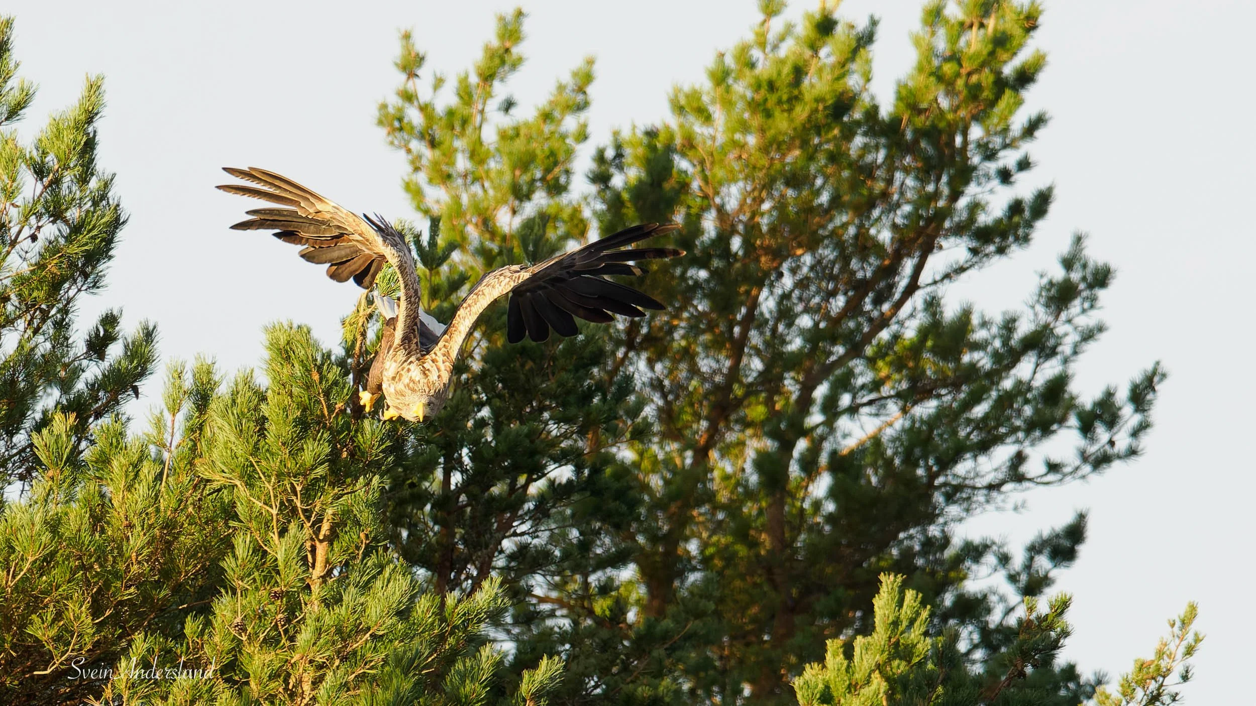 havørn-_B151391-DxO_DeepPRIME XD2s.jpg