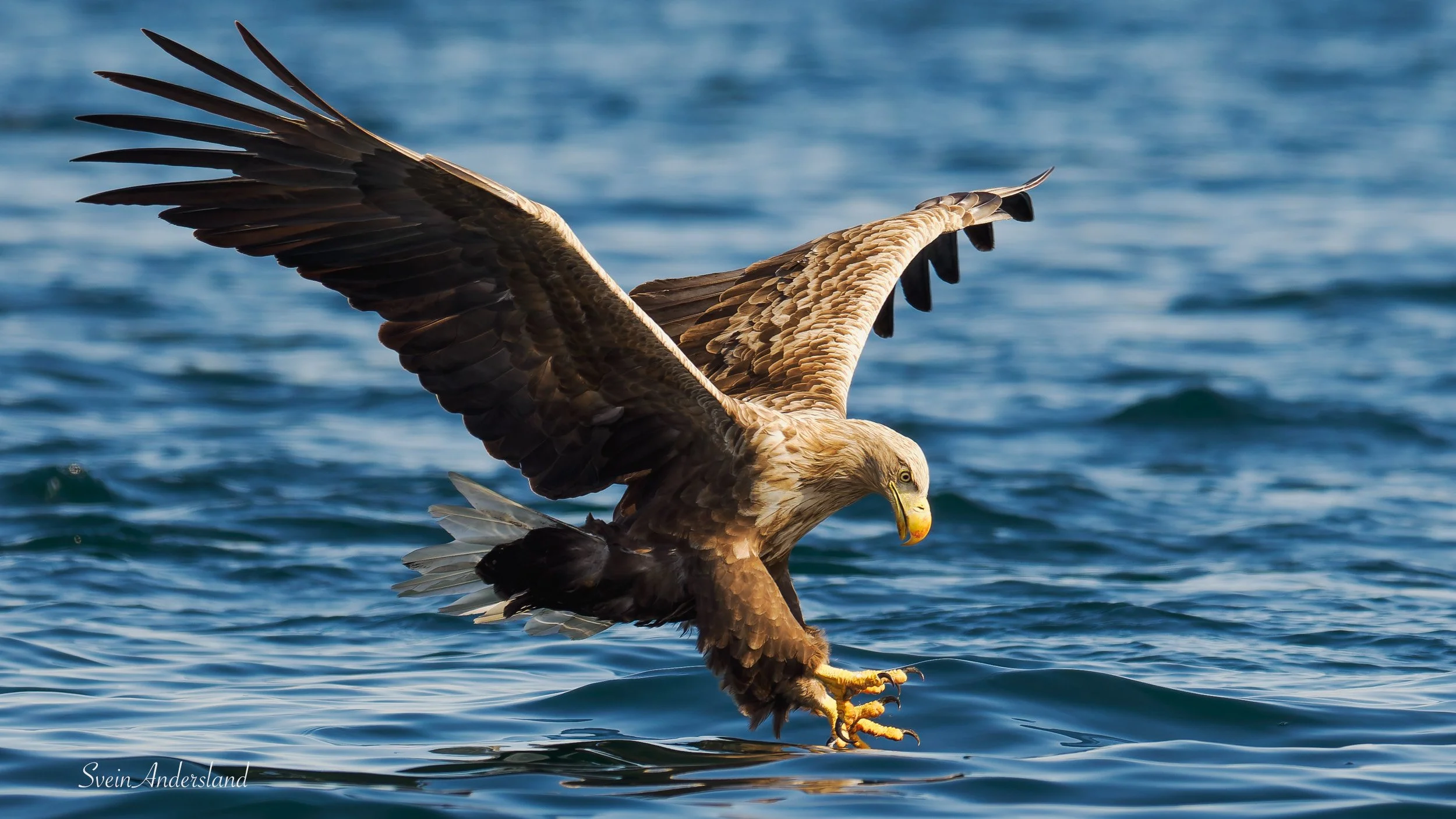 havørn, sea eagle, white-tailed eagle