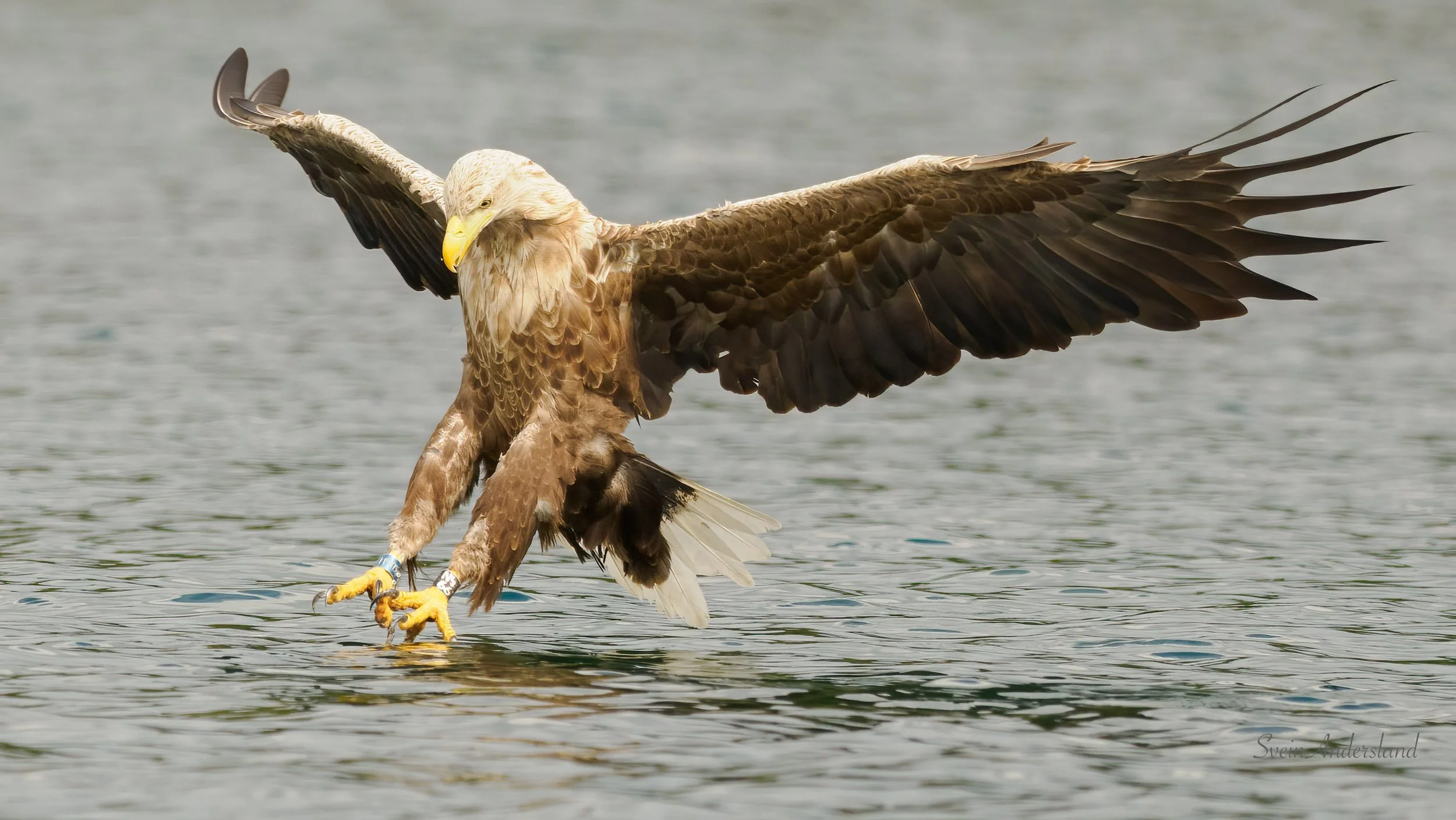 Havørn. Sea eagle. White-tailed eagle.