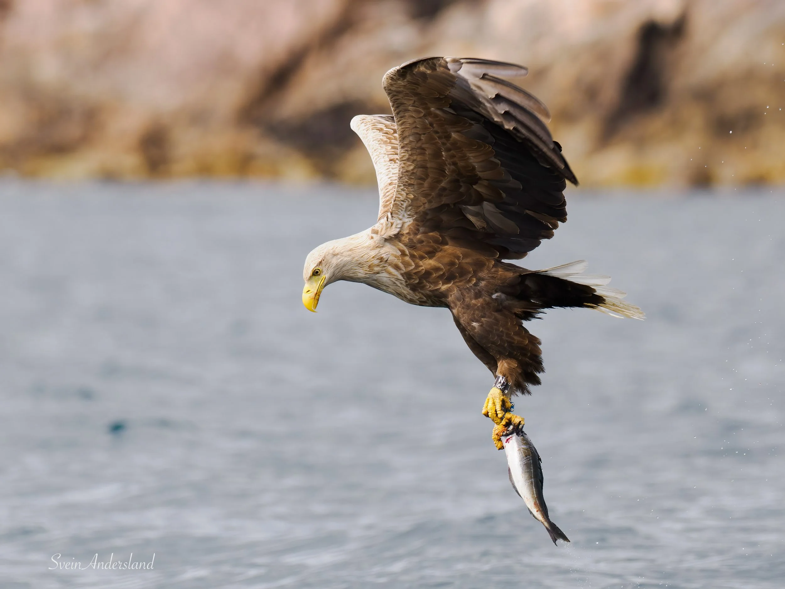 havørn-_6096056-Edit.jpg