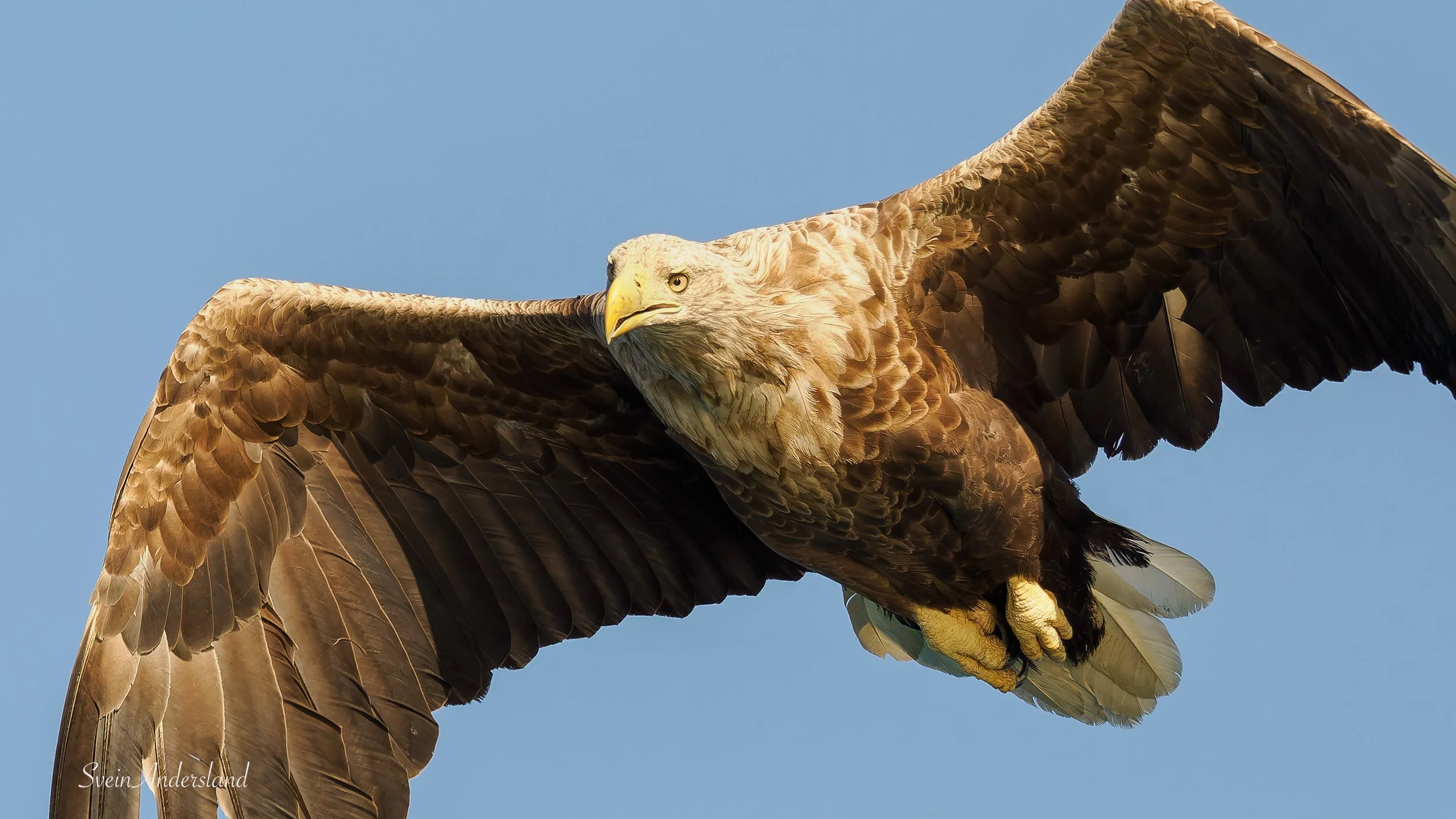Havørna Ottar fangar fisk. The sea eagle, white-tailed eagle Ottar catches fish