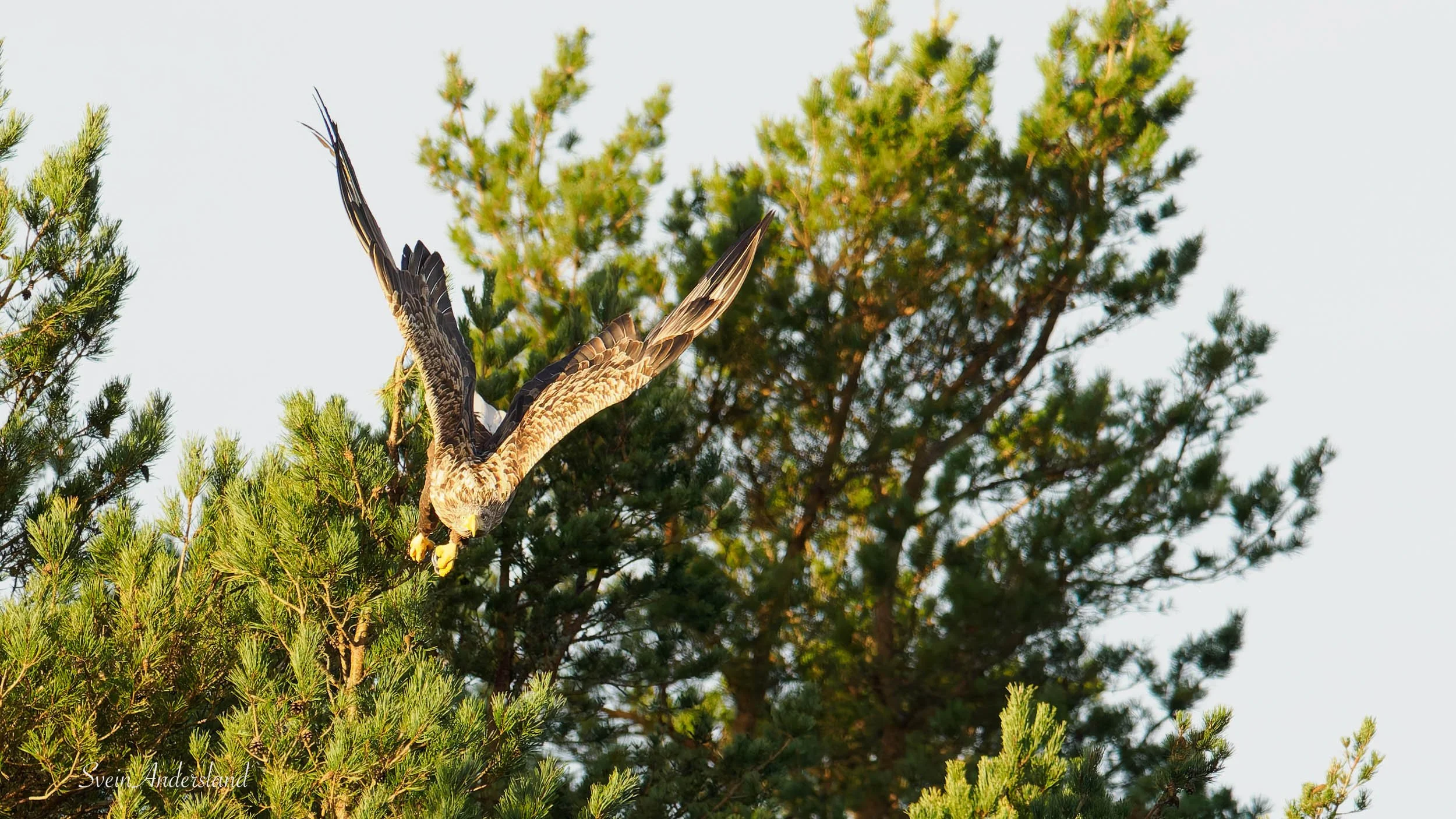 havørn-_B151392-DxO_DeepPRIME XD2s.jpg