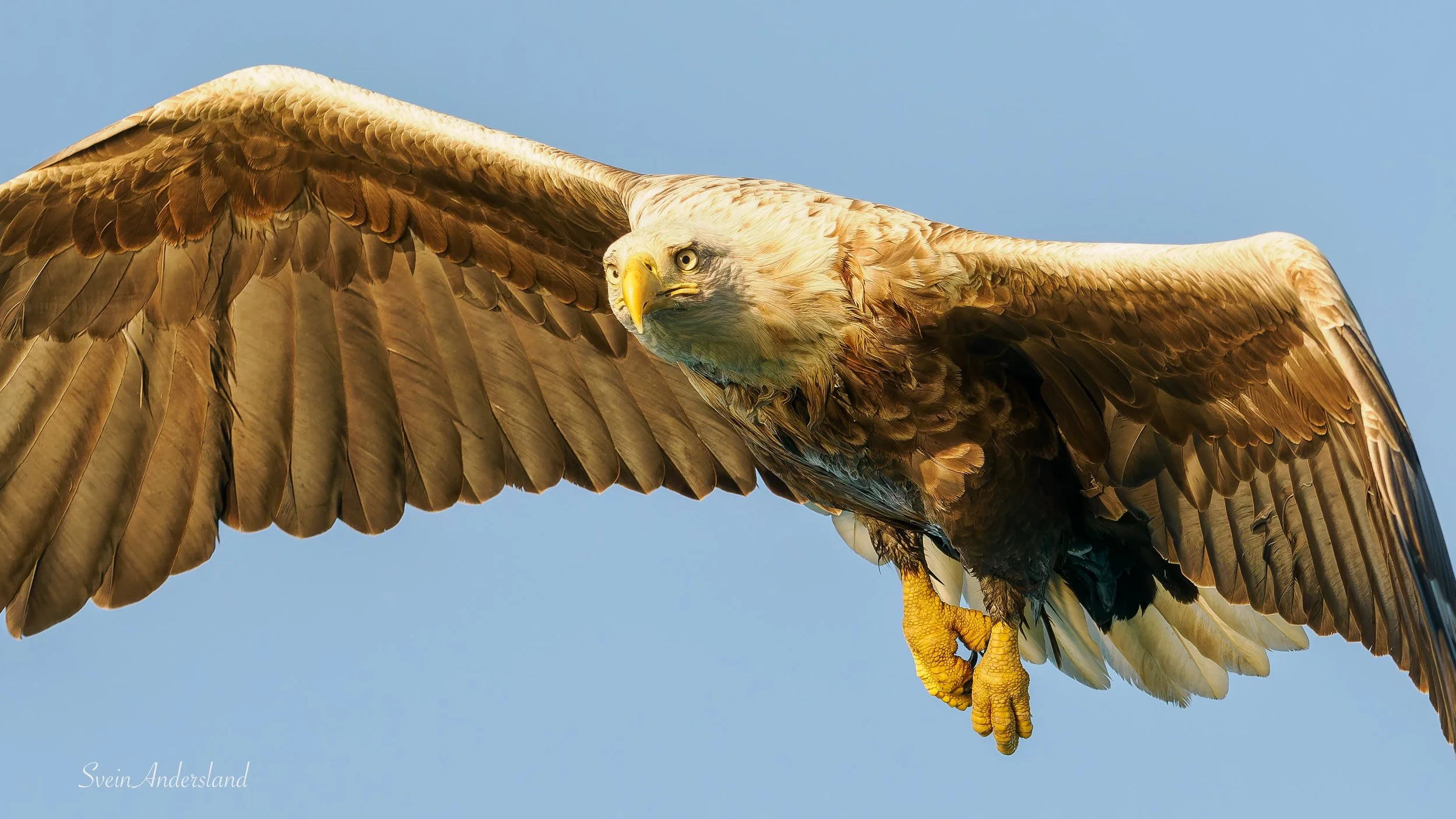 Havørna Ottar fangar fisk. The sea eagle, white-tailed eagle Ottar catches fish