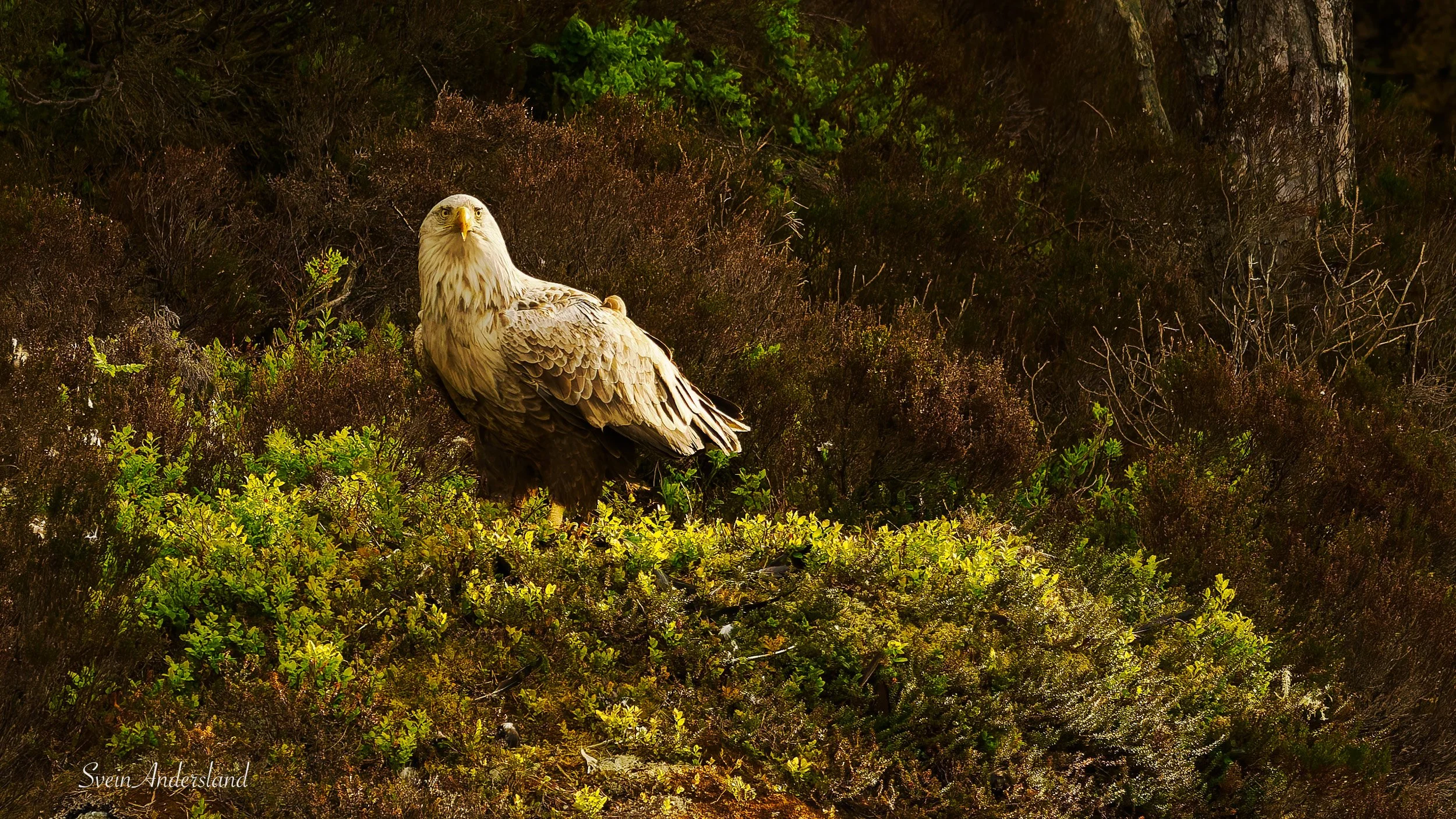 Havørna Ottar hentar fisk. The sea eagle Ottar catches fish.
